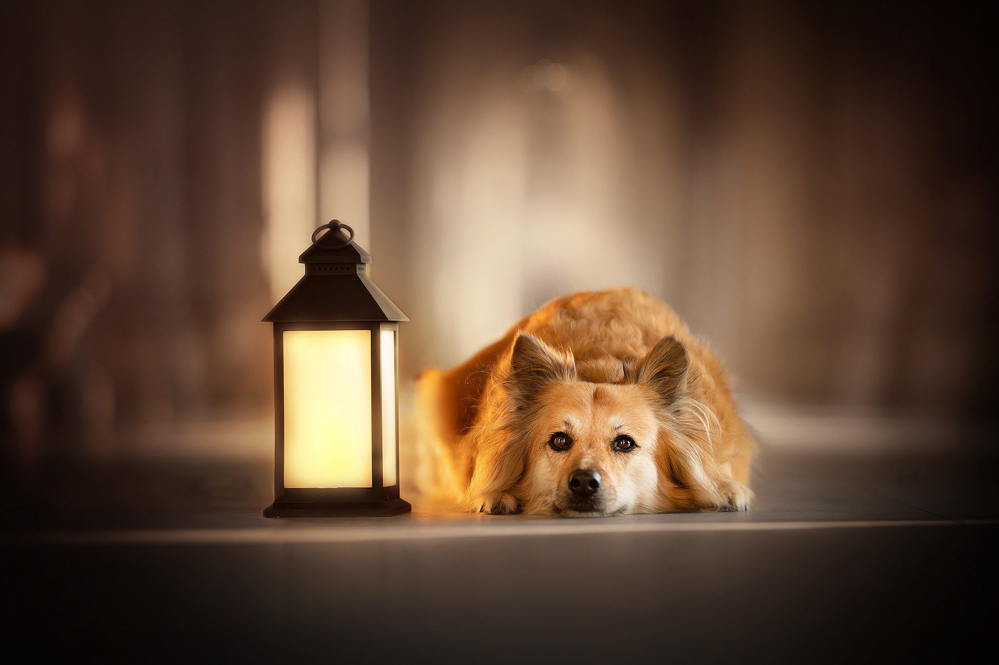 Free download wallpaper Dogs, Dog, Lantern, Animal on your PC desktop