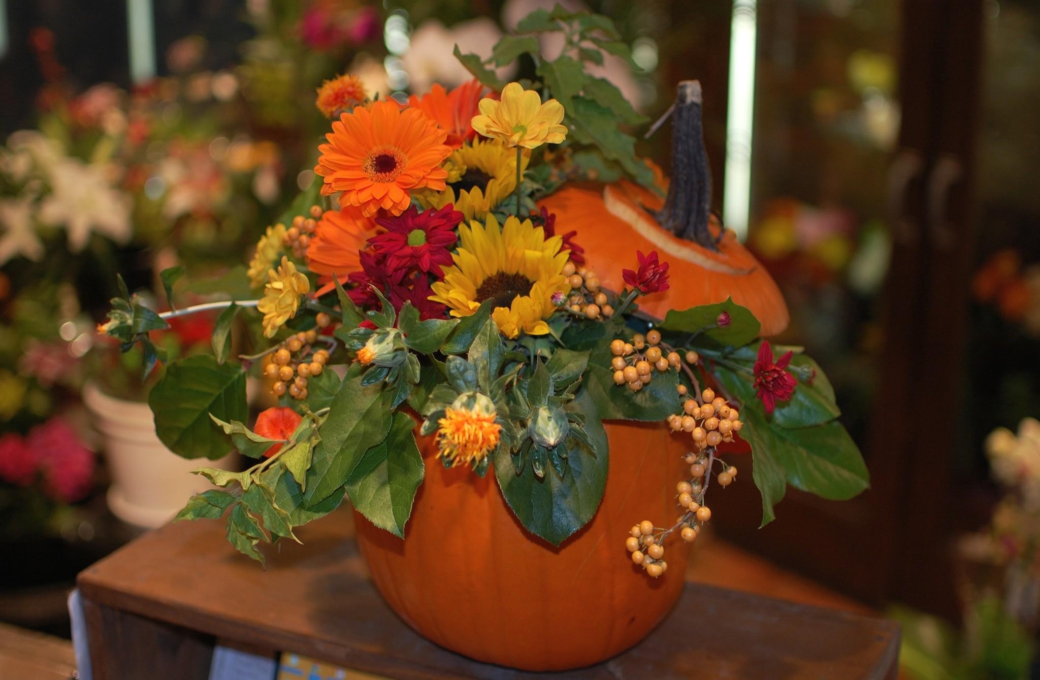 pumpkin, flowers, berries, gerberas, bouquet, composition, sunflower phone background