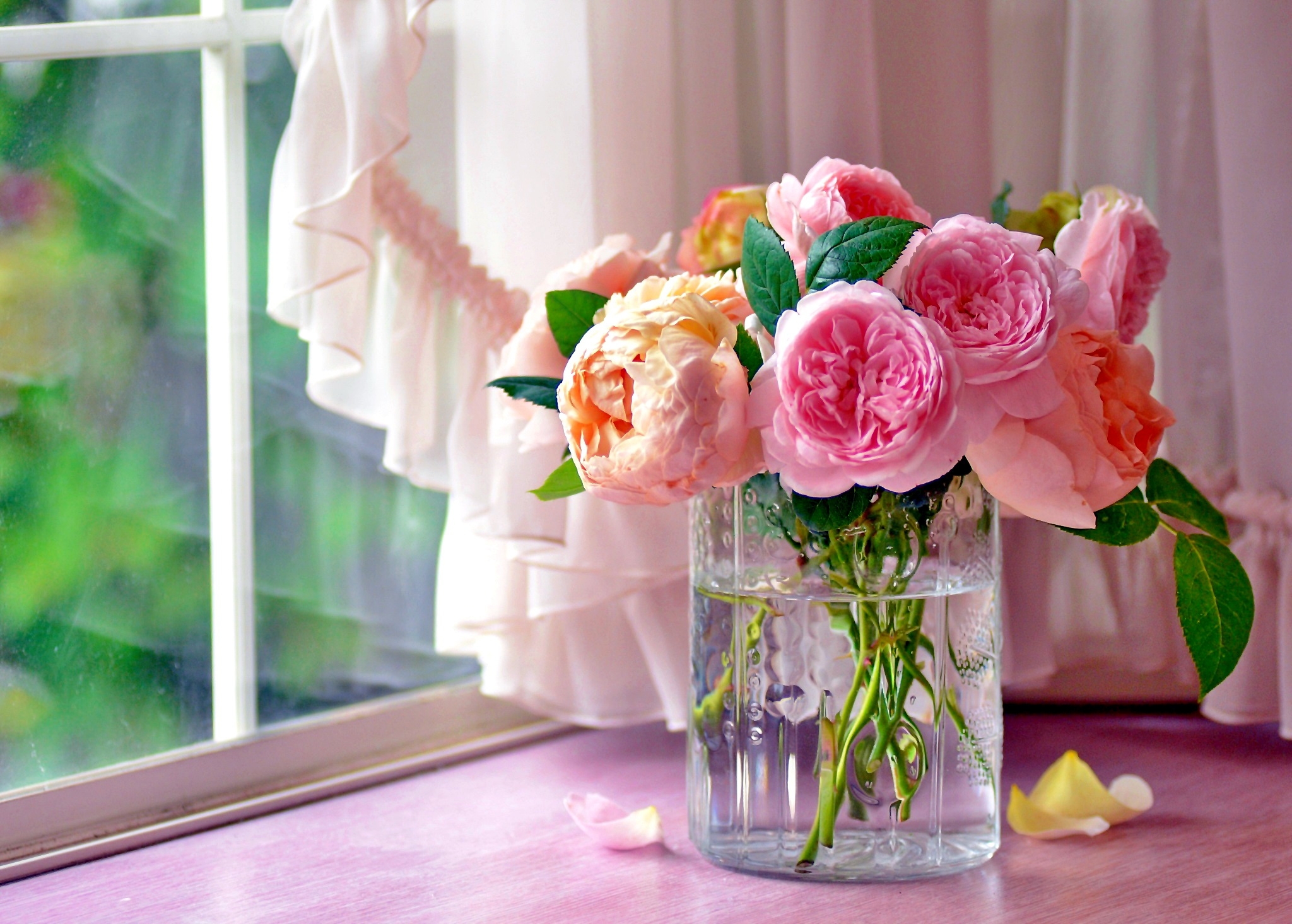 window, man made, flower, curtain, pink flower, rose, vase