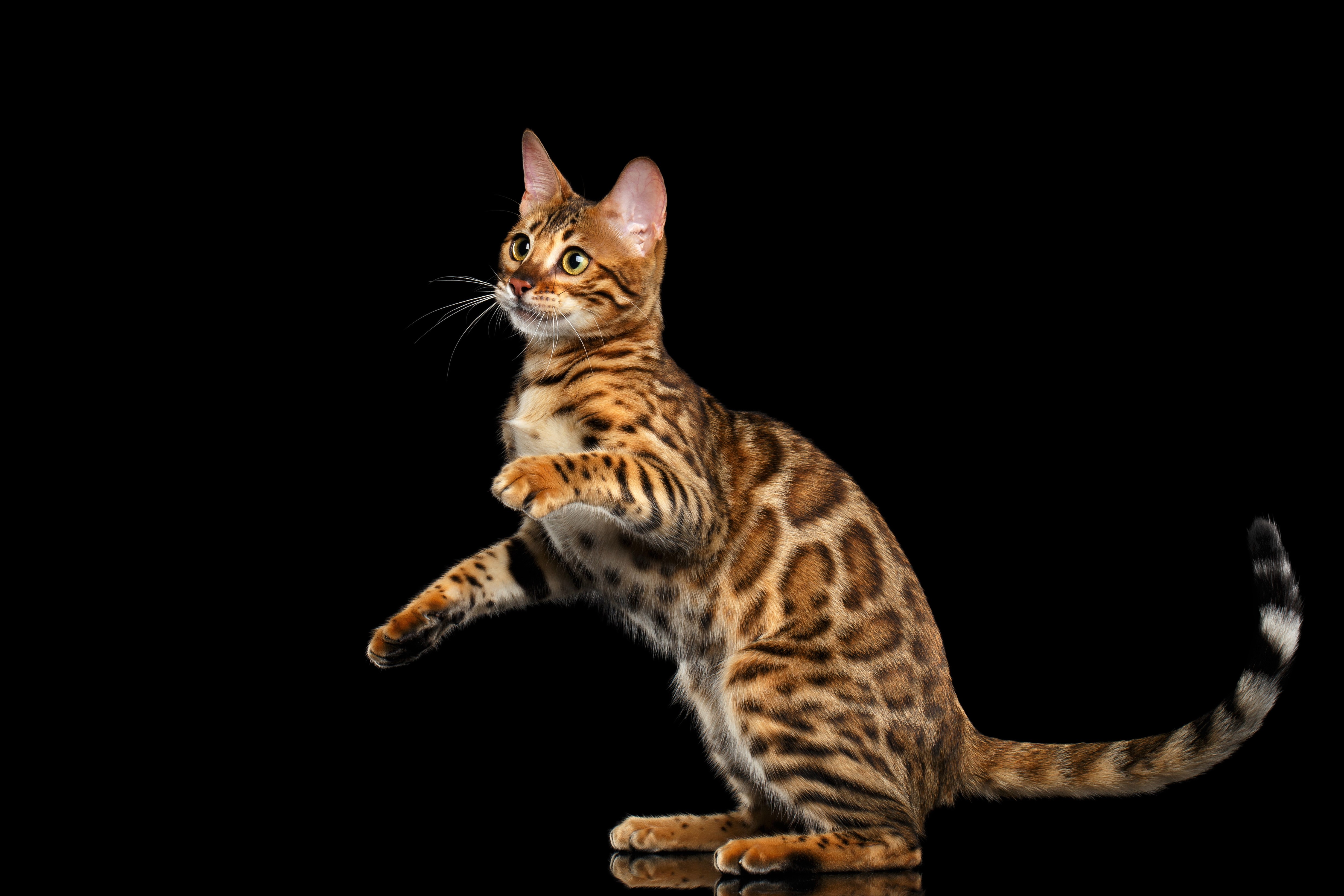 420936 скачать обои бенгальская кошка, коричневый, животные, кот, кошки - заставки и картинки бесплатно