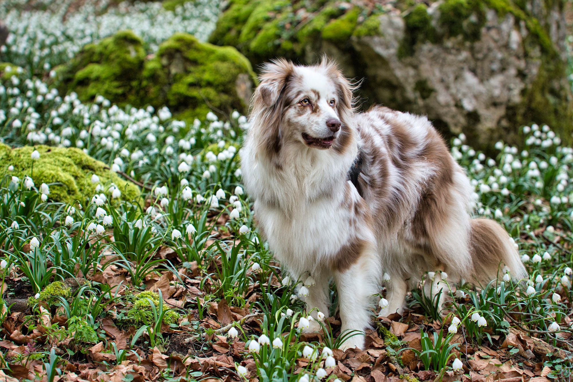 Download mobile wallpaper Dogs, Dog, Animal, Spring, Australian Shepherd, Snowdrop for free.