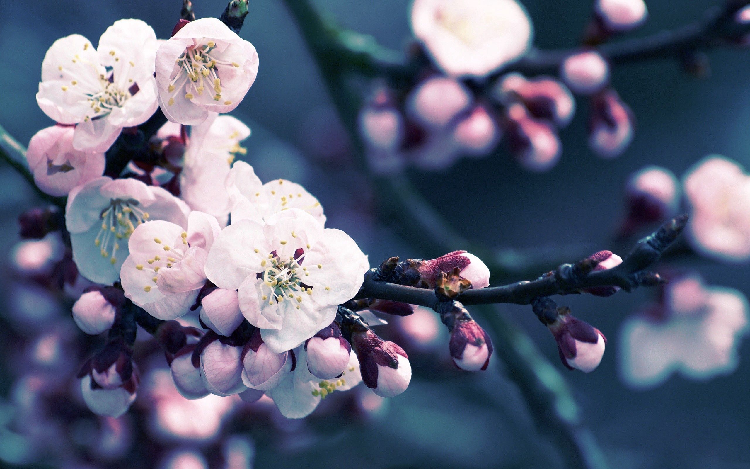 Laden Sie das Pflanze, Makro, Blühen, Zweig, Blühenden, Ast, Blumen-Bild kostenlos auf Ihren PC-Desktop herunter