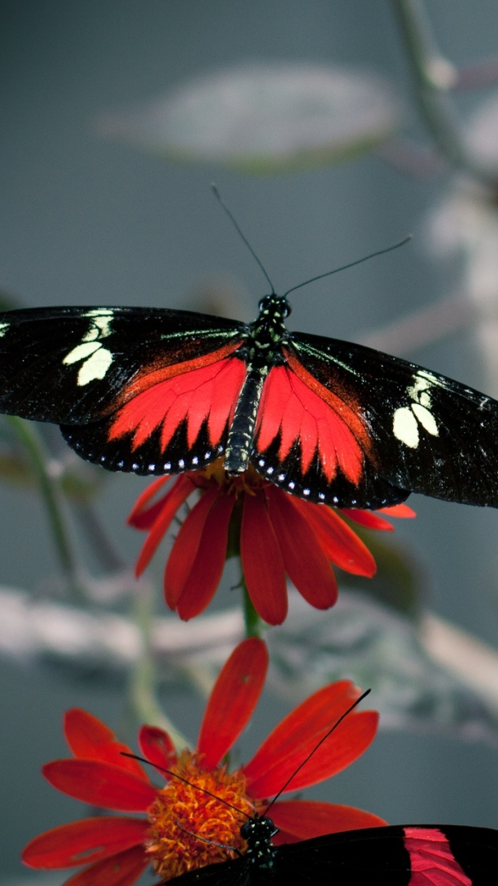 Descarga gratuita de fondo de pantalla para móvil de Animales, Mariposa.