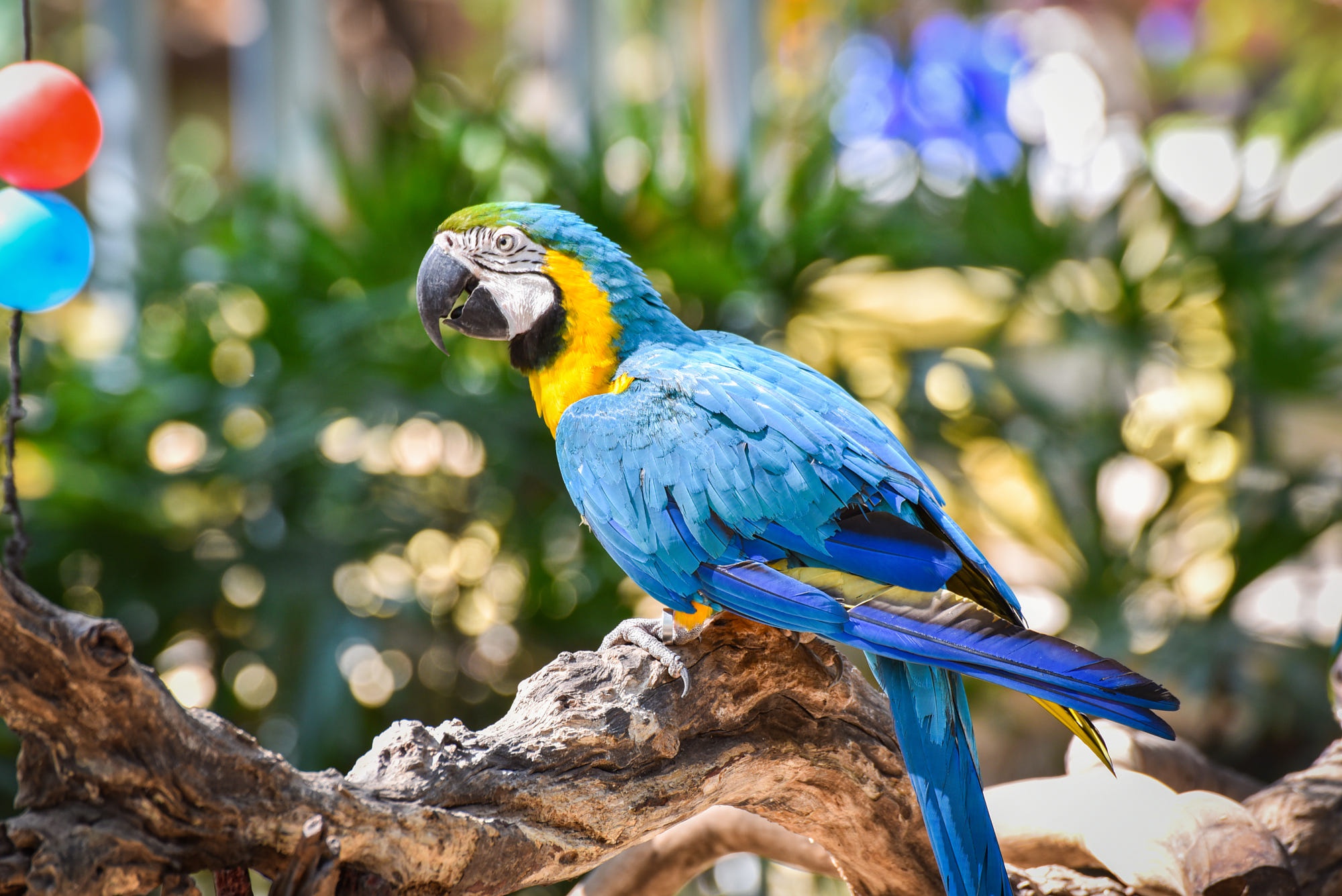 Laden Sie das Tiere, Vögel, Vogel, Papagei, Gelbbrustara-Bild kostenlos auf Ihren PC-Desktop herunter