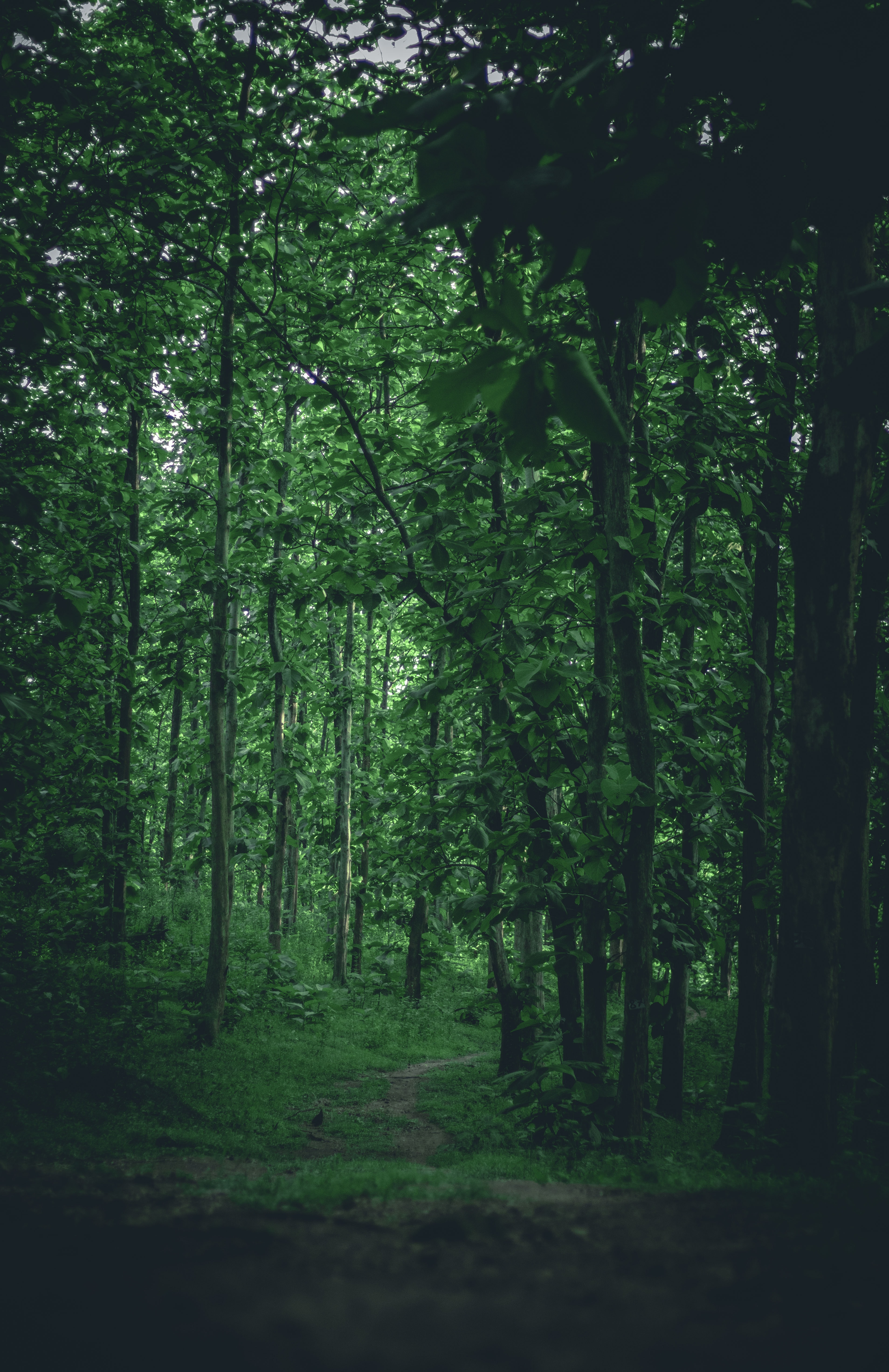 Download mobile wallpaper Trees, Path, Forest, Nature for free.