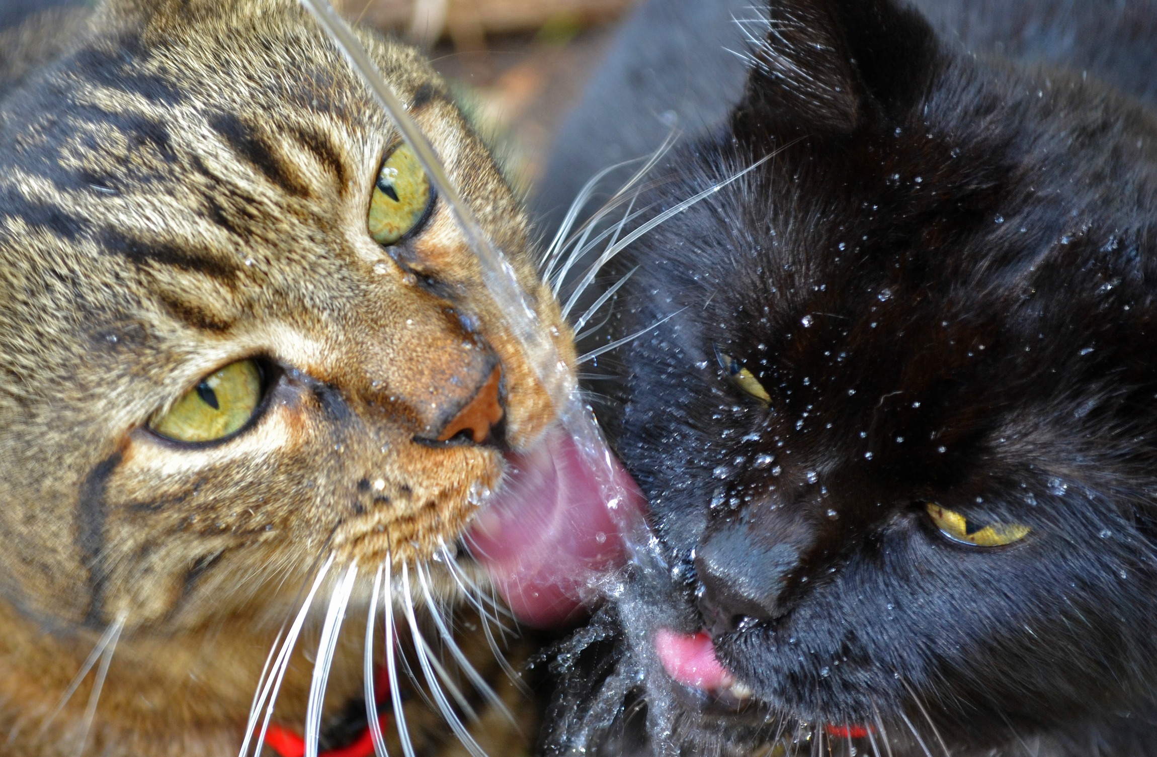 PCデスクトップに動物, ネコ, 猫画像を無料でダウンロード