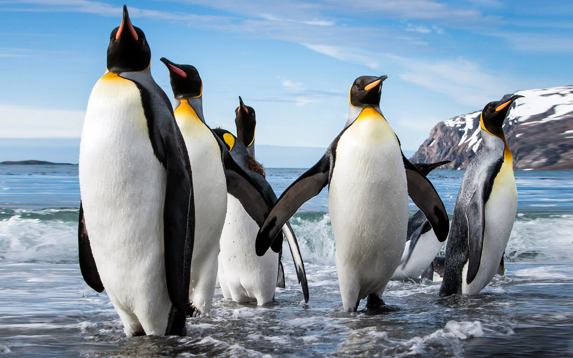 423393 descargar fondo de pantalla animales, pingüino, pingüino emperador, aves: protectores de pantalla e imágenes gratis
