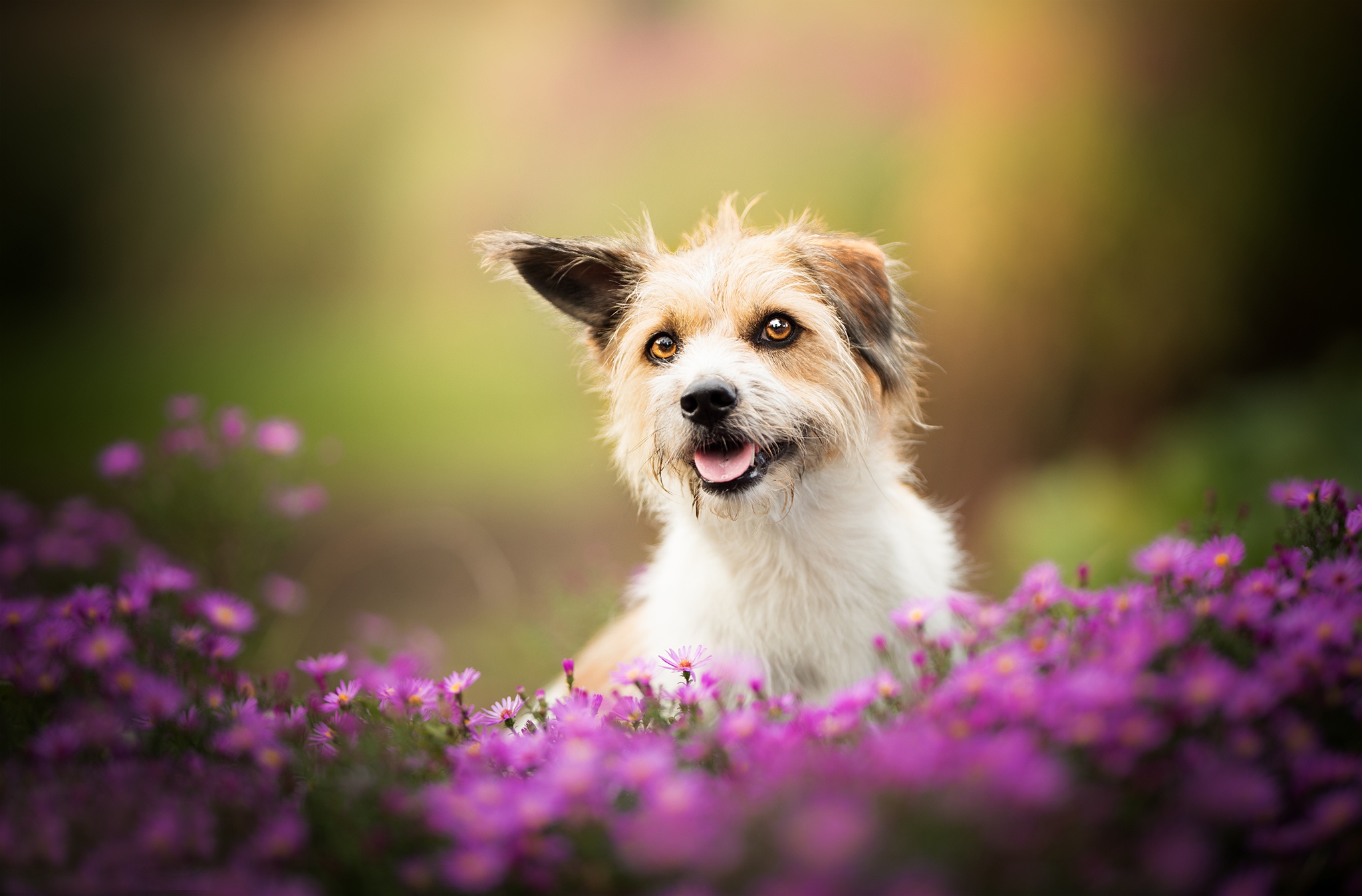 Download mobile wallpaper Dogs, Flower, Dog, Animal, Depth Of Field for free.