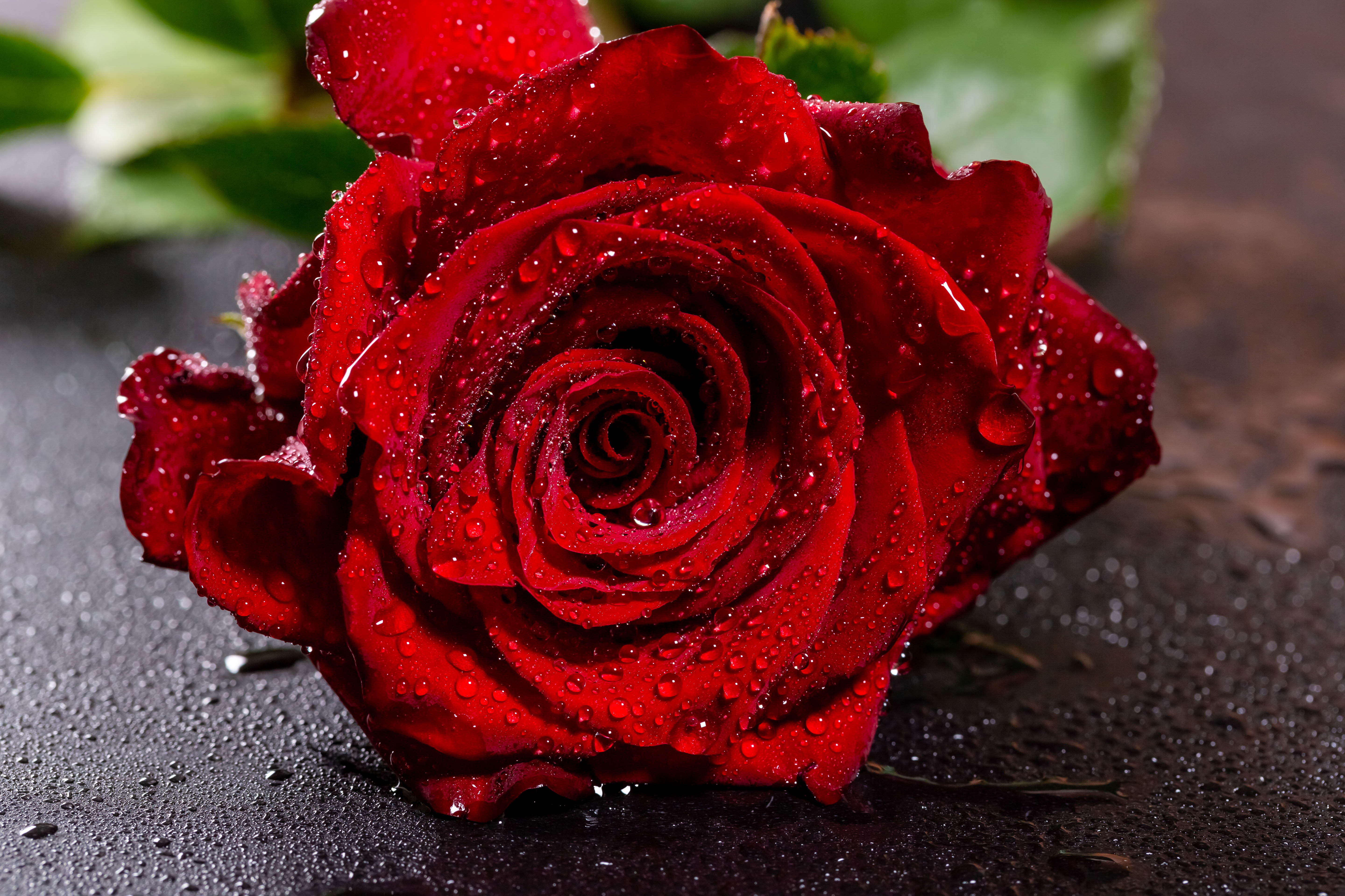 137496 завантажити шпалери червоний, троянда, червона, квіти, краплі, роза, пелюстки, мокрий, мокра - заставки і картинки безкоштовно