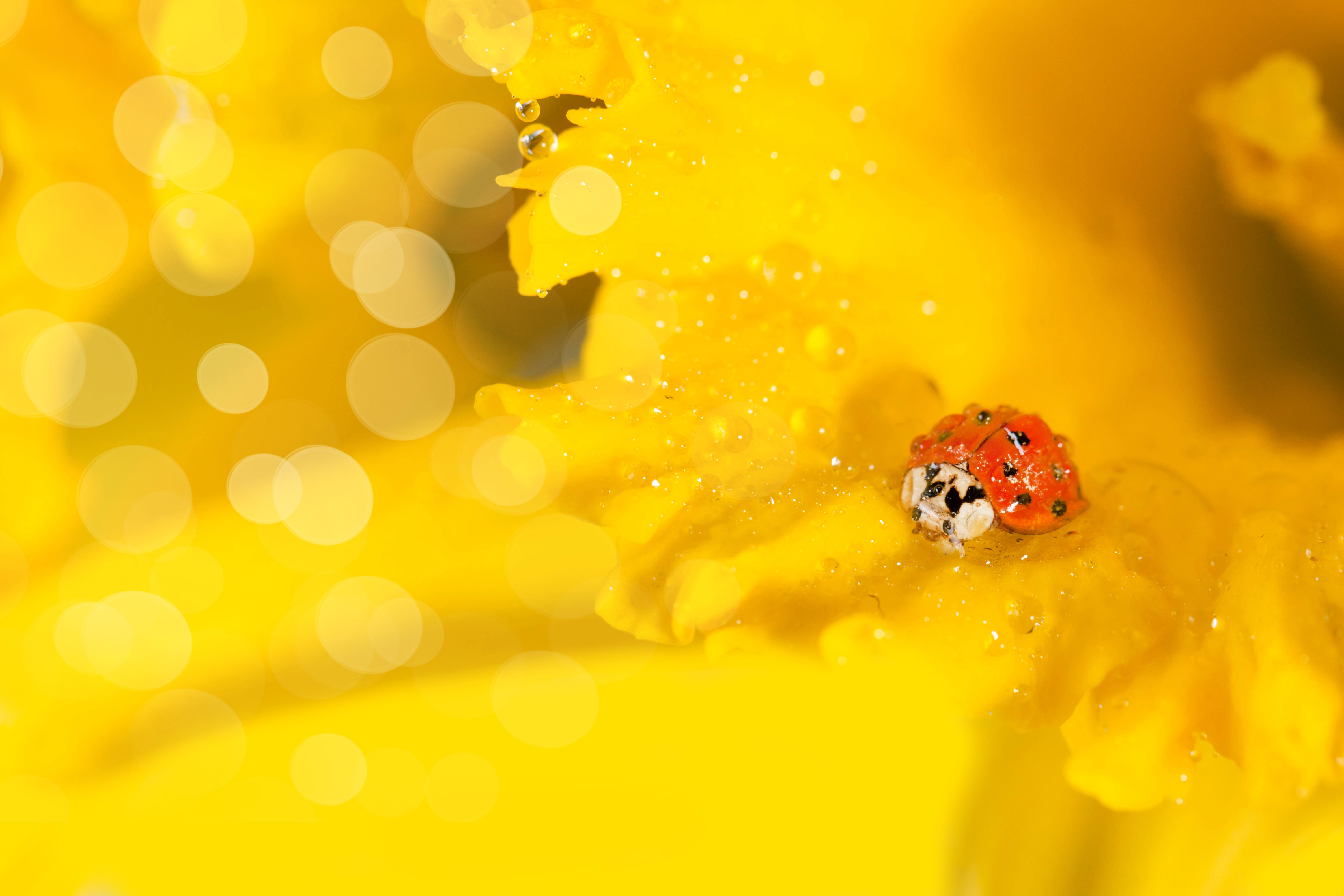 Download mobile wallpaper Flower, Macro, Insect, Animal, Ladybug for free.