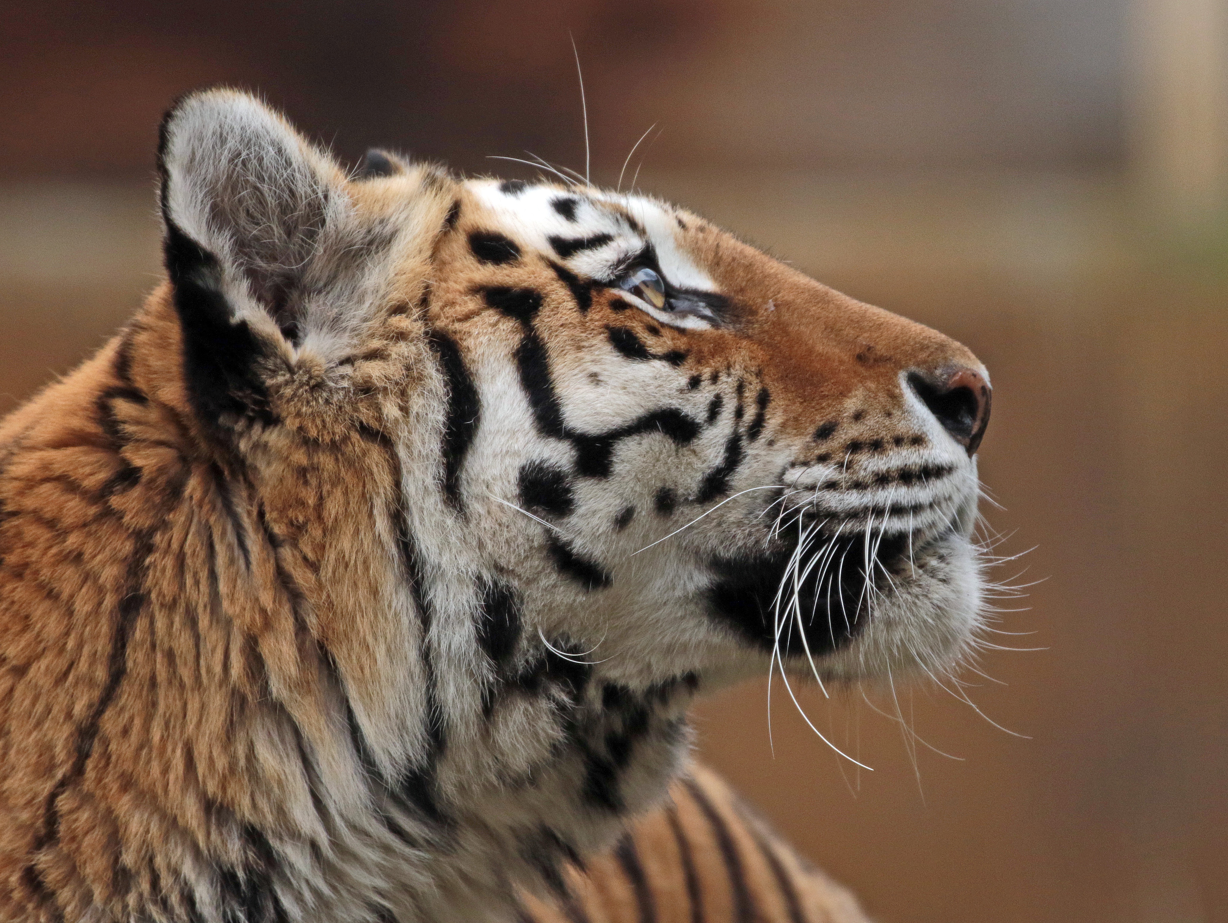 Descarga gratuita de fondo de pantalla para móvil de Animales, Gatos, Tigre.