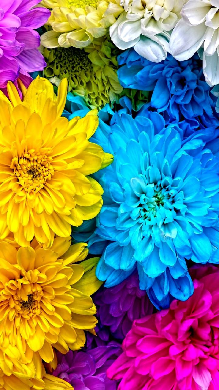 Download mobile wallpaper Flowers, Chrysanthemum, Flower, Earth, Colors, Colorful for free.