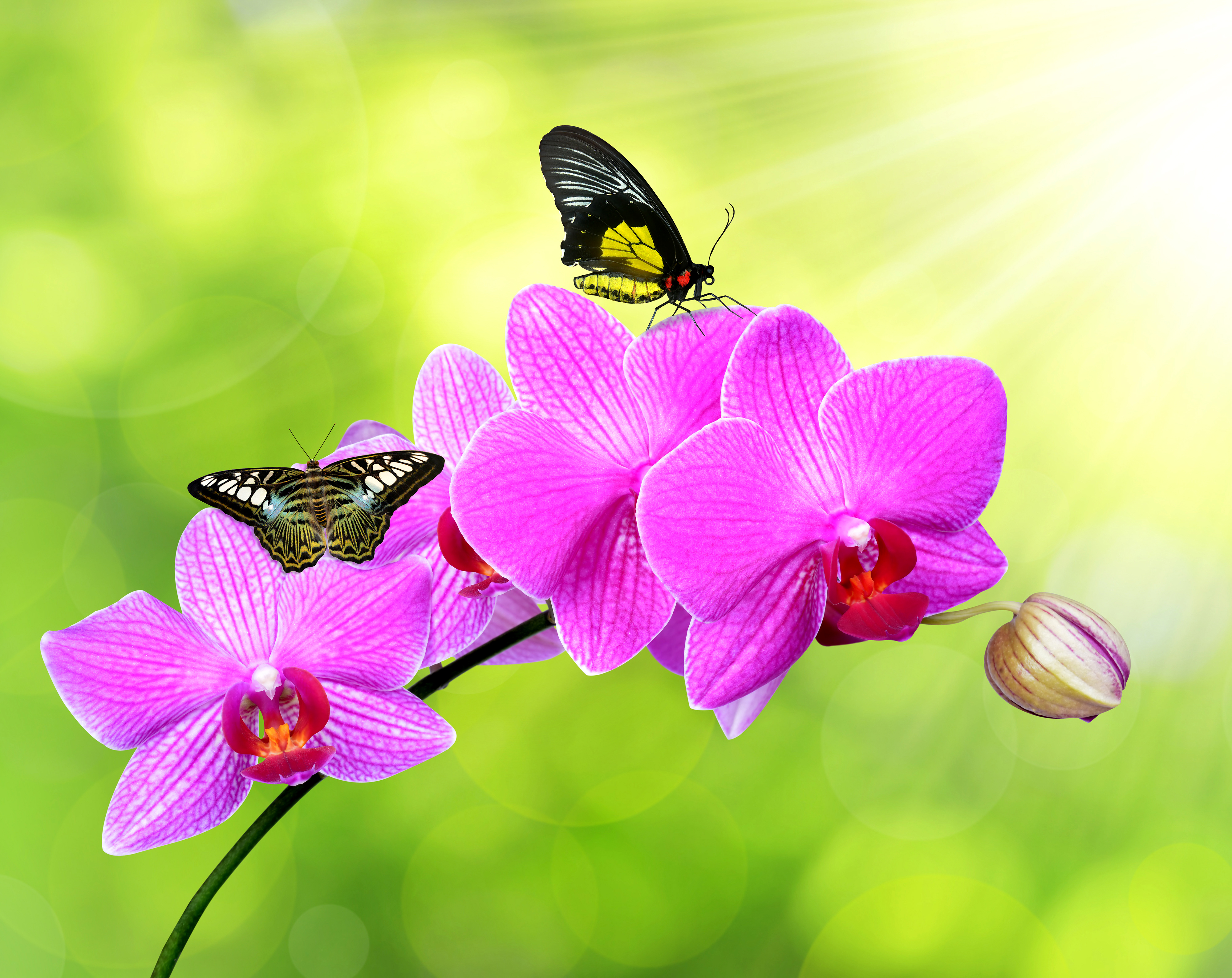 Free download wallpaper Flowers, Flower, Earth, Butterfly, Bokeh, Orchid, Pink Flower on your PC desktop