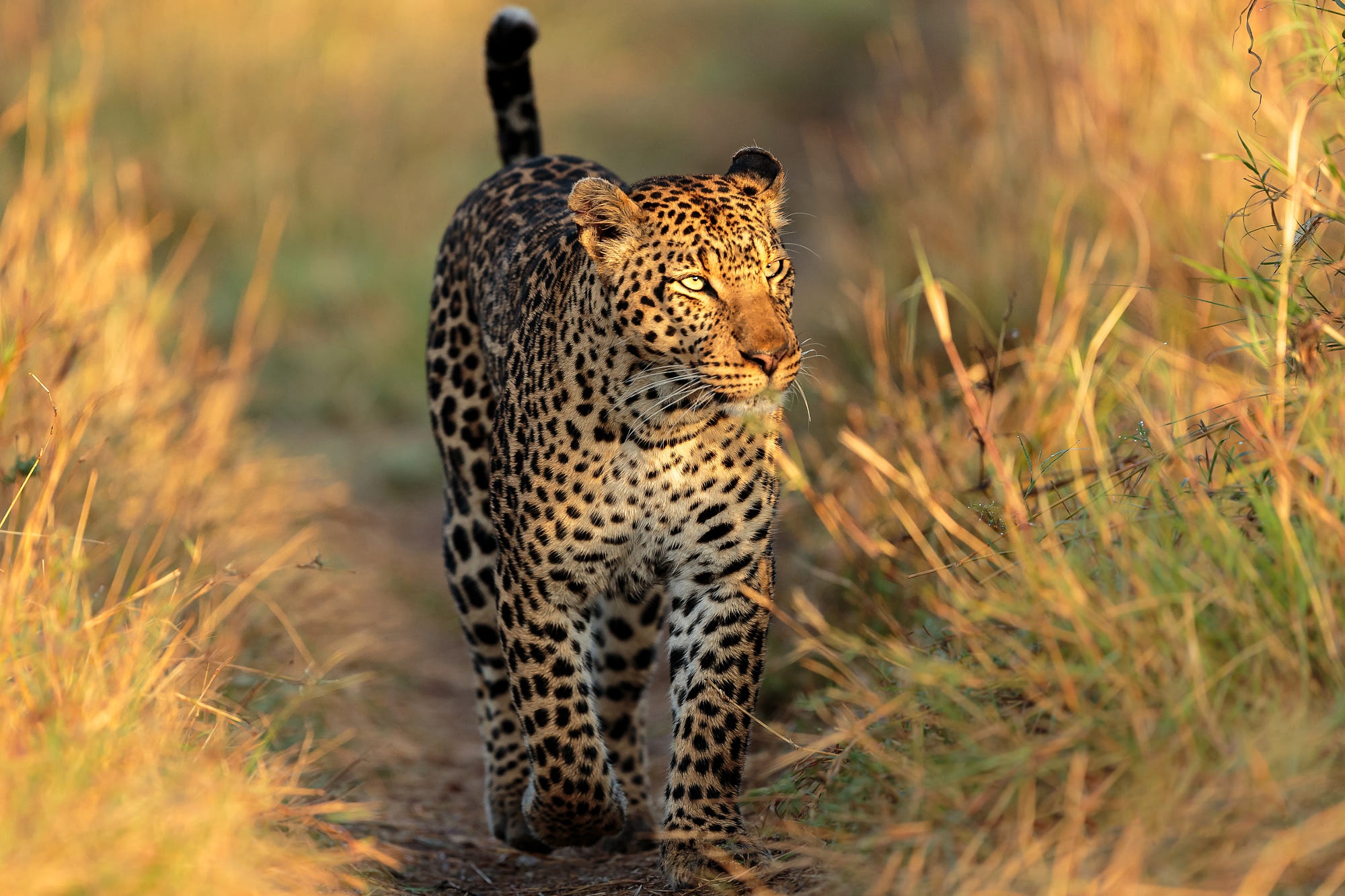 Descarga gratuita de fondo de pantalla para móvil de Leopardo, Gatos, Animales.