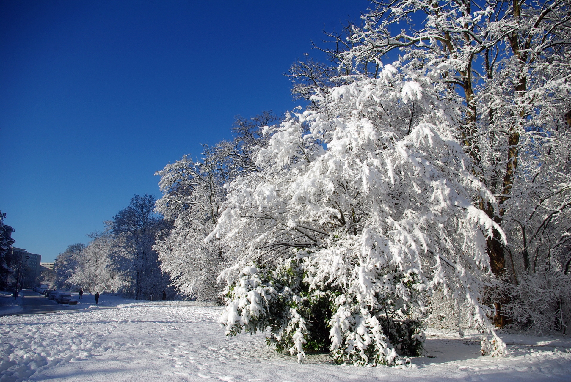 132436壁紙のダウンロード冬, 自然, 木, 雪, フランス, 霜, 晴れ, なるほど, velizy vilacoublé, ヴェリジ・ビラクブル-スクリーンセーバーと写真を無料で