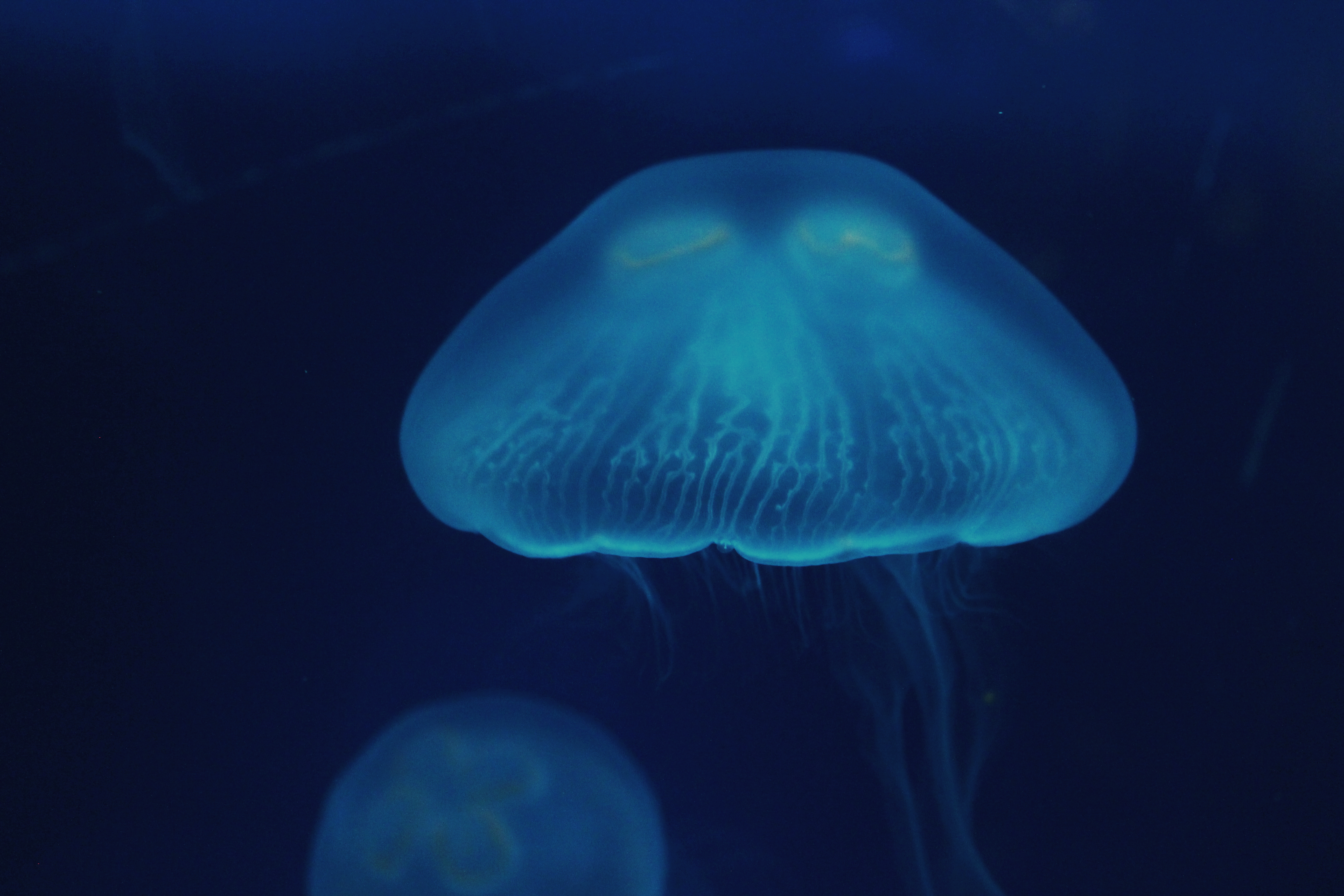 105137 завантажити картинку тварини, крупним планом, закри, поверхня, підводний світ, медуза - шпалери і заставки безкоштовно