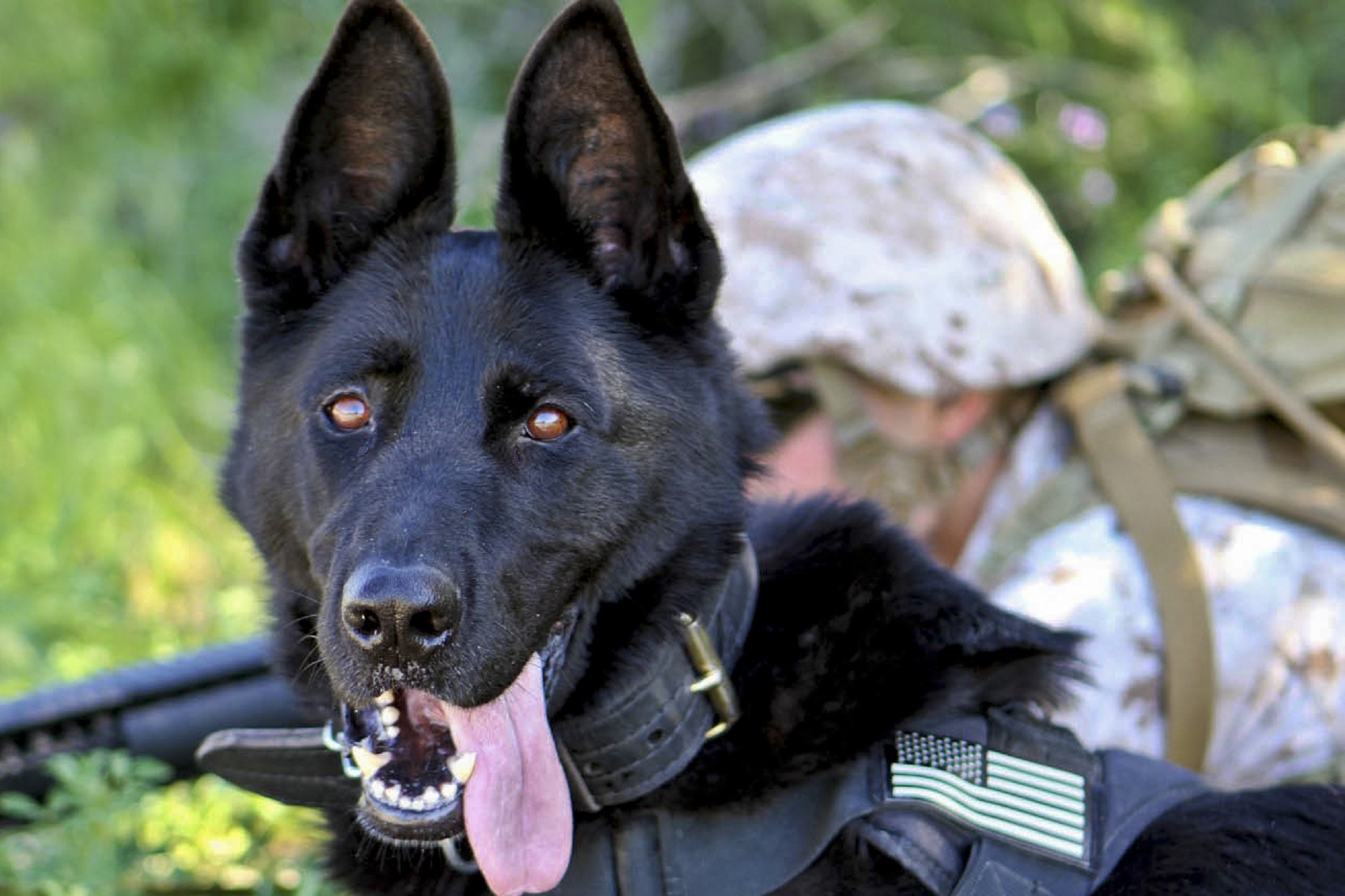 Free download wallpaper Dog, Protruding Tongue, Tongue Stuck Out, German Shepherd, Military, Animals on your PC desktop