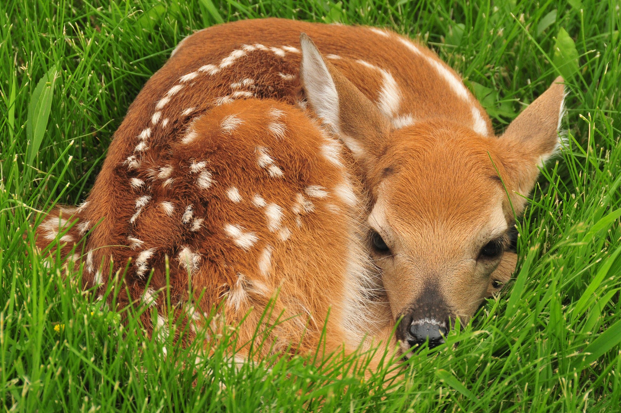 animal, deer, baby animal, cute, fawn, resting