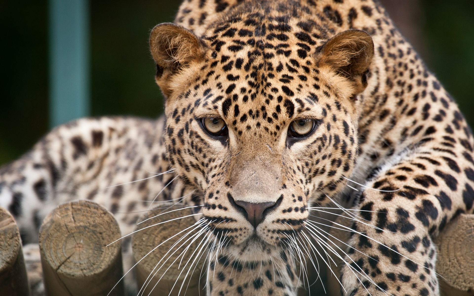 Download mobile wallpaper Leopard, Animal for free.