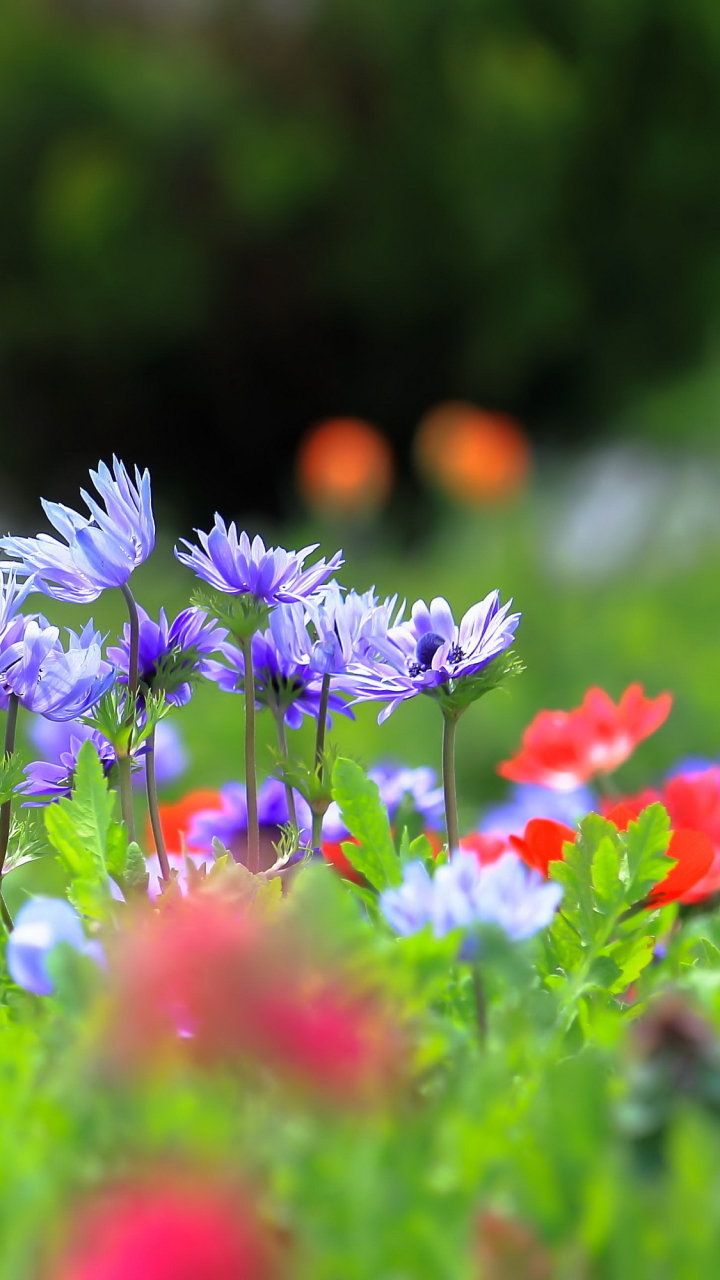 Download mobile wallpaper Nature, Flowers, Flower, Macro, Blur, Earth, Purple Flower for free.