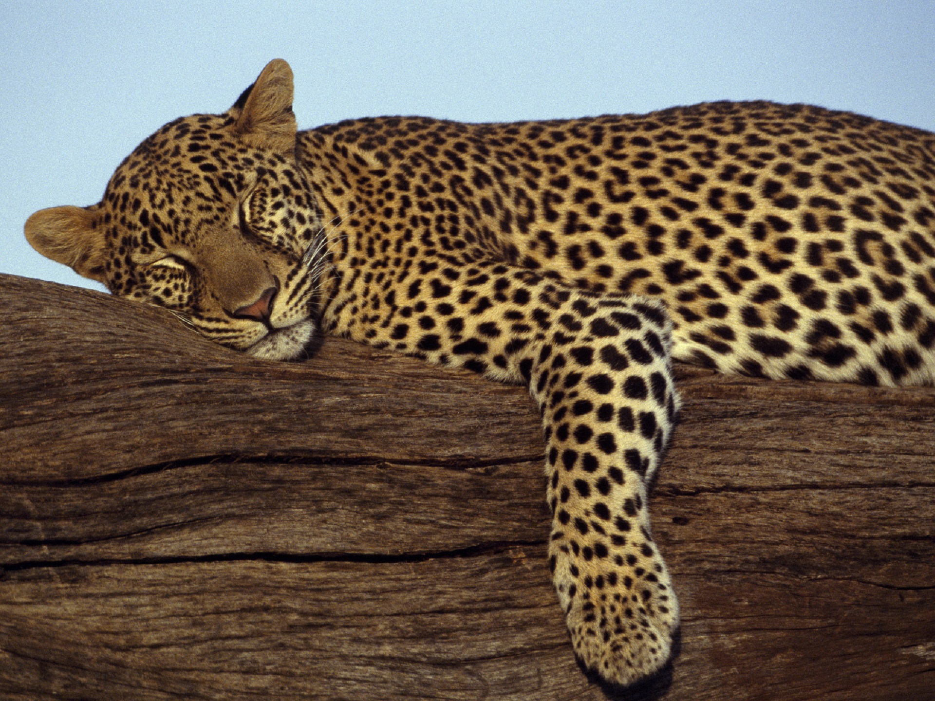 Laden Sie das Leopard, Katzen, Tiere-Bild kostenlos auf Ihren PC-Desktop herunter