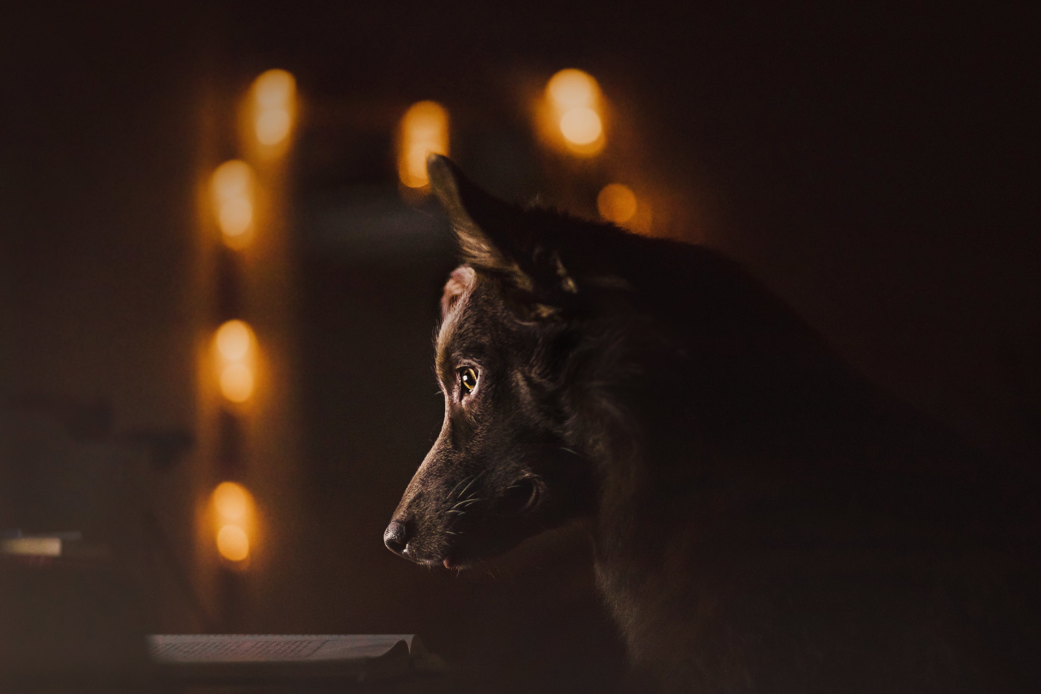 Téléchargez gratuitement l'image Animaux, Chiens, Chien sur le bureau de votre PC