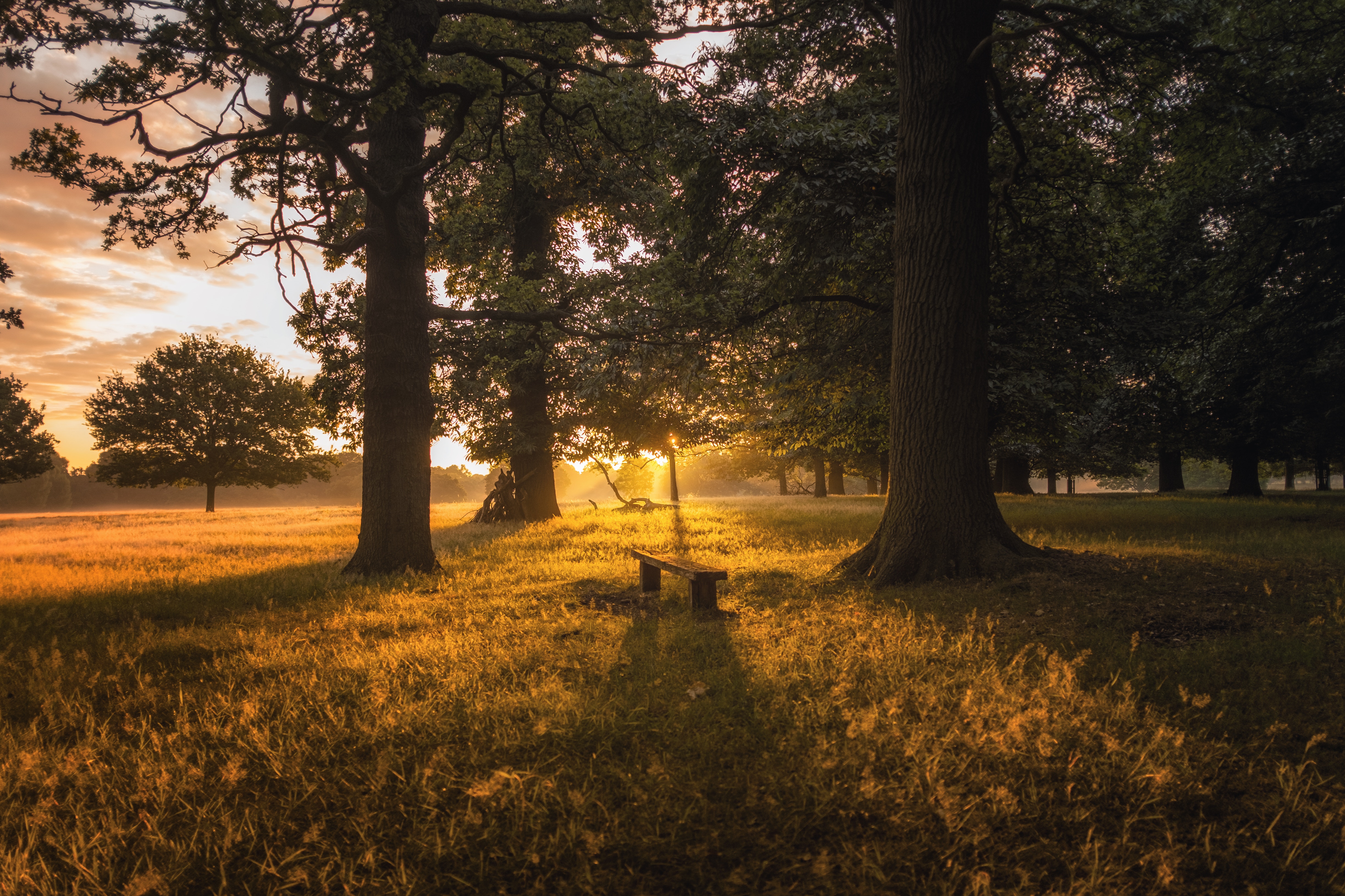 trees, bench, nature, grass, dawn, forest