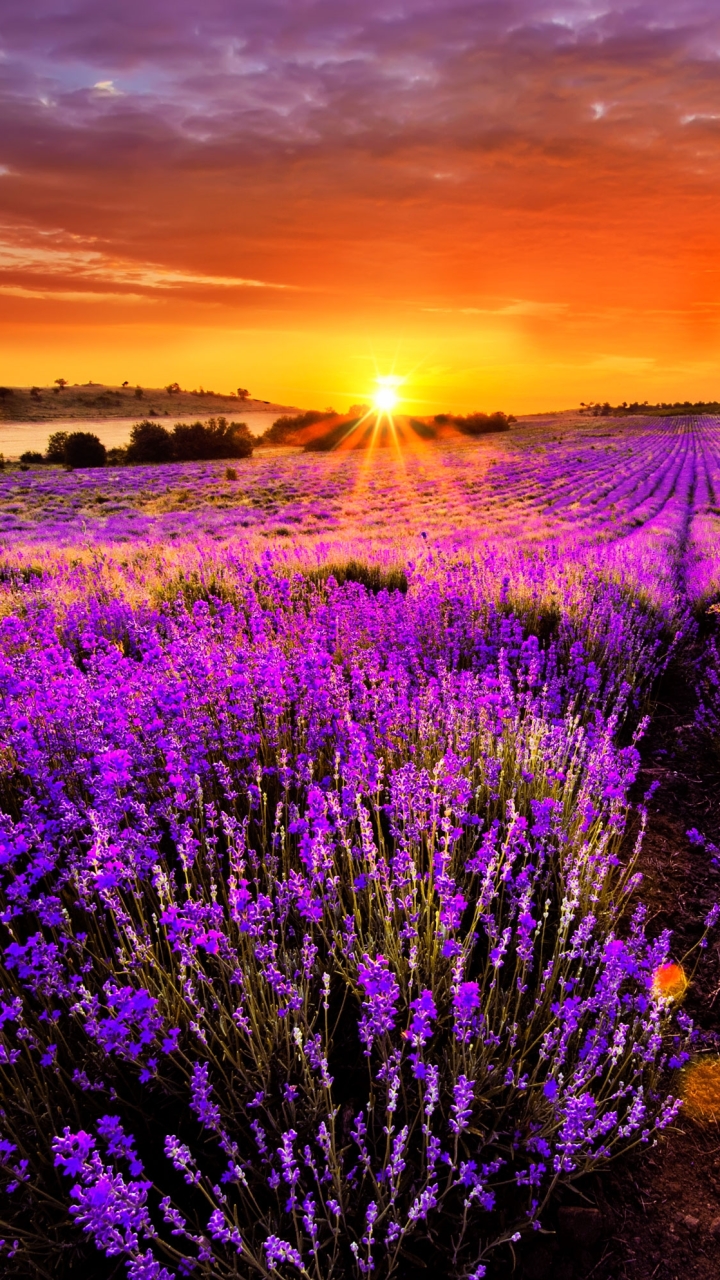 Download mobile wallpaper Flowers, Sunset, Flower, Sunrise, Earth, Field, Lavender, Purple Flower for free.