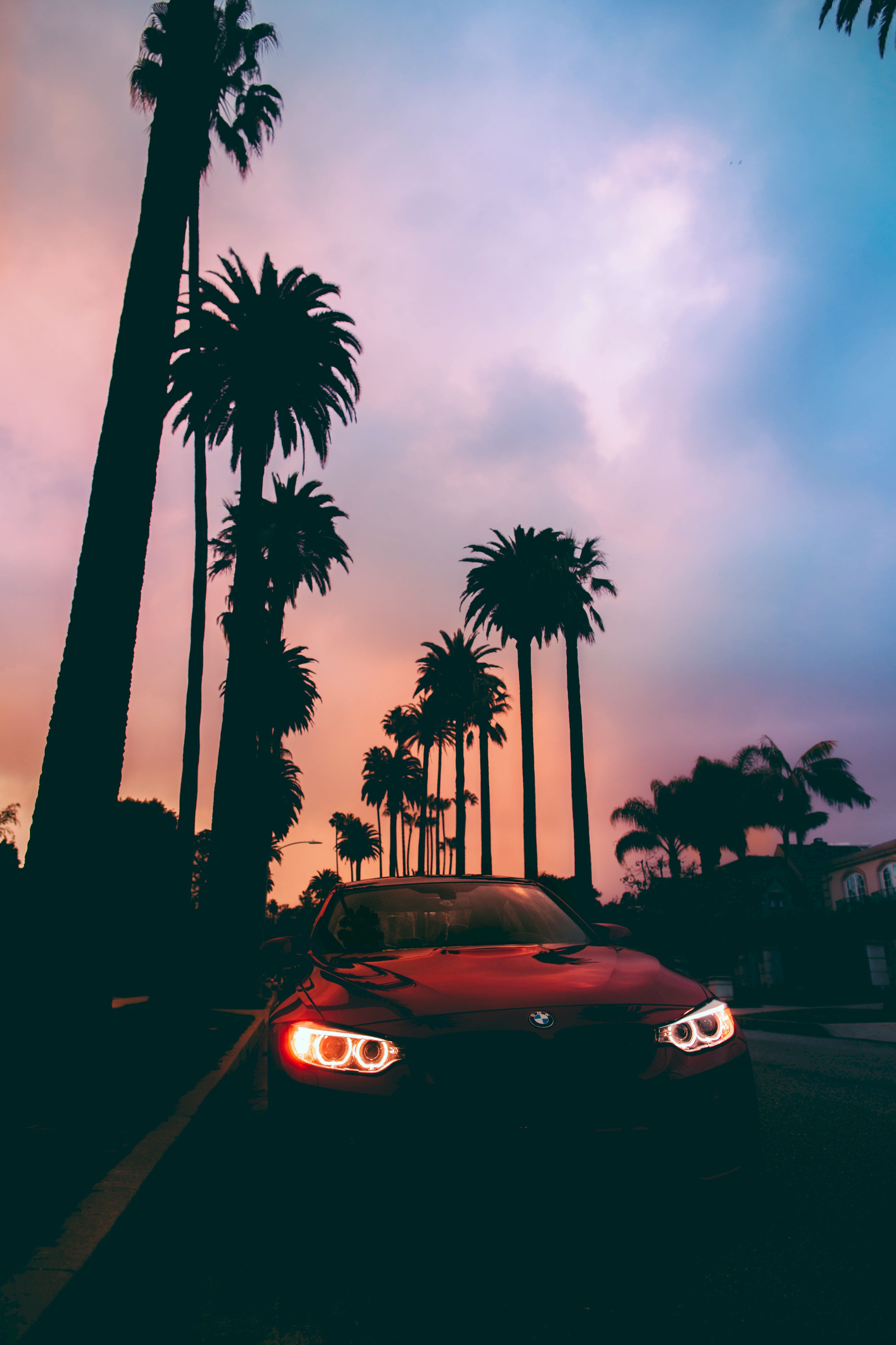 bmw, cars, palms, front view, bmw 3, sunset