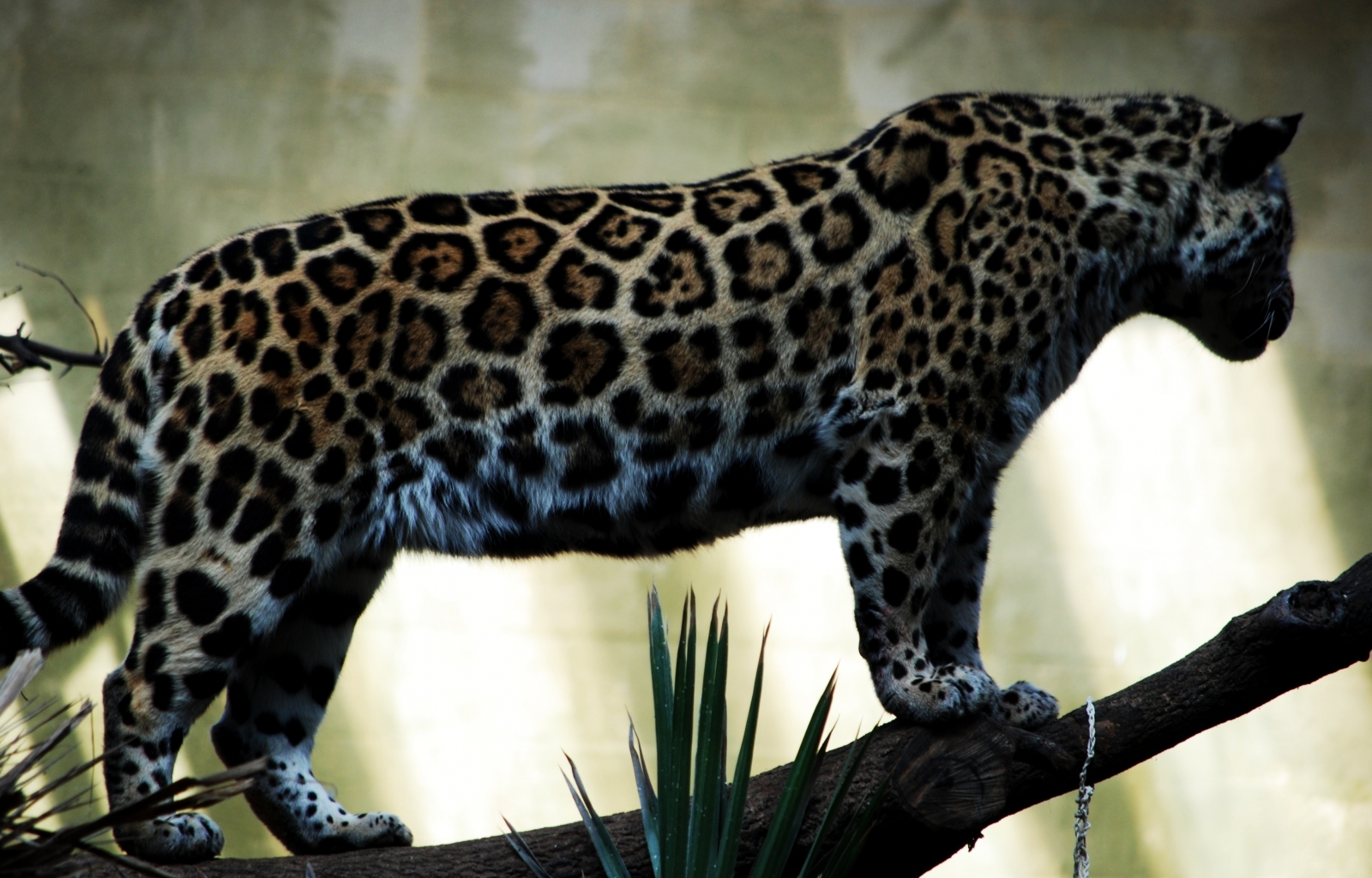 4566 Hintergrundbilder und Leopards Bilder auf dem Desktop. Laden Sie  Bildschirmschoner kostenlos auf den PC herunter