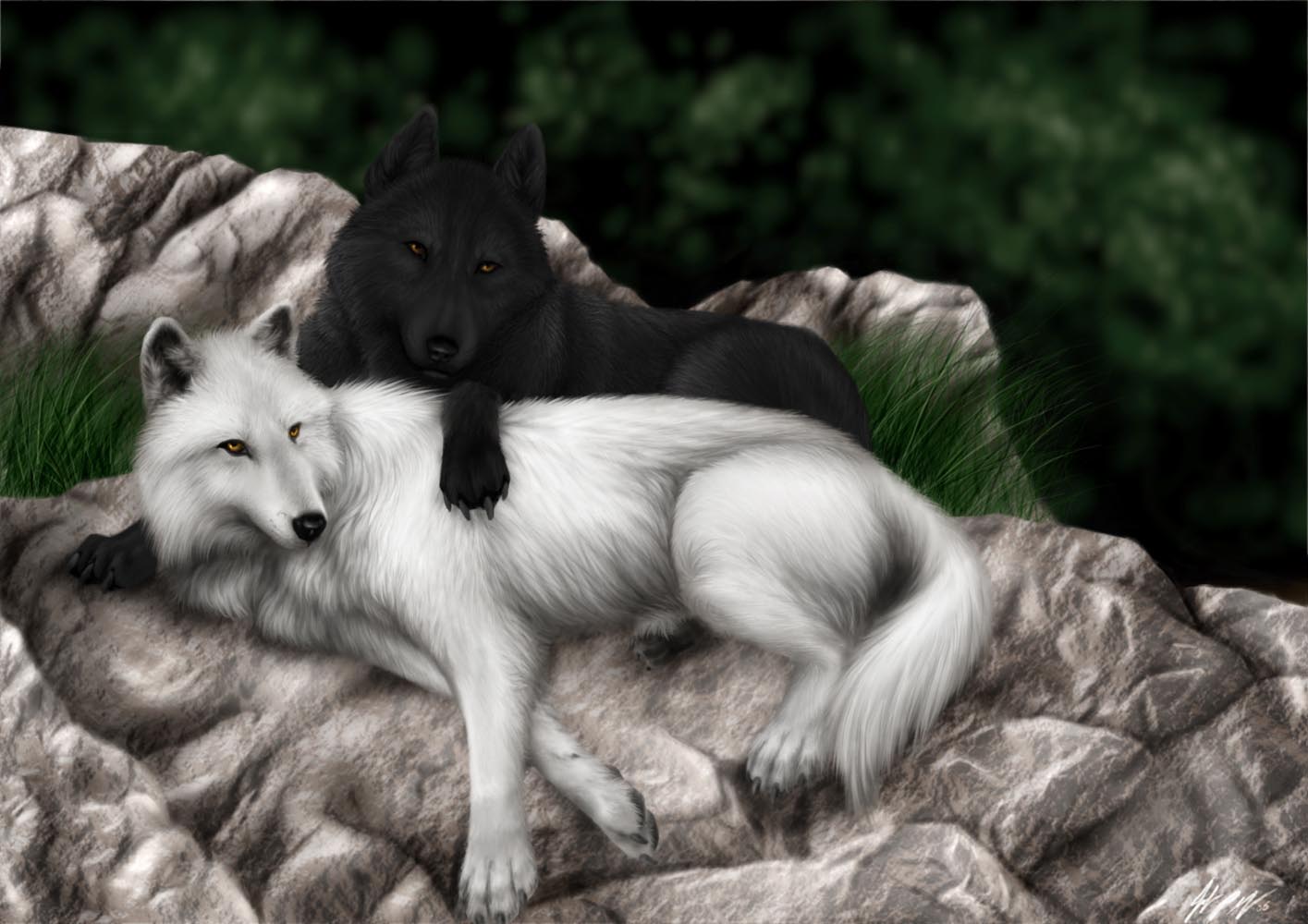 183135画像をダウンロード動物, 狼, 愛する, オオカミ-壁紙とスクリーンセーバーを無料で
