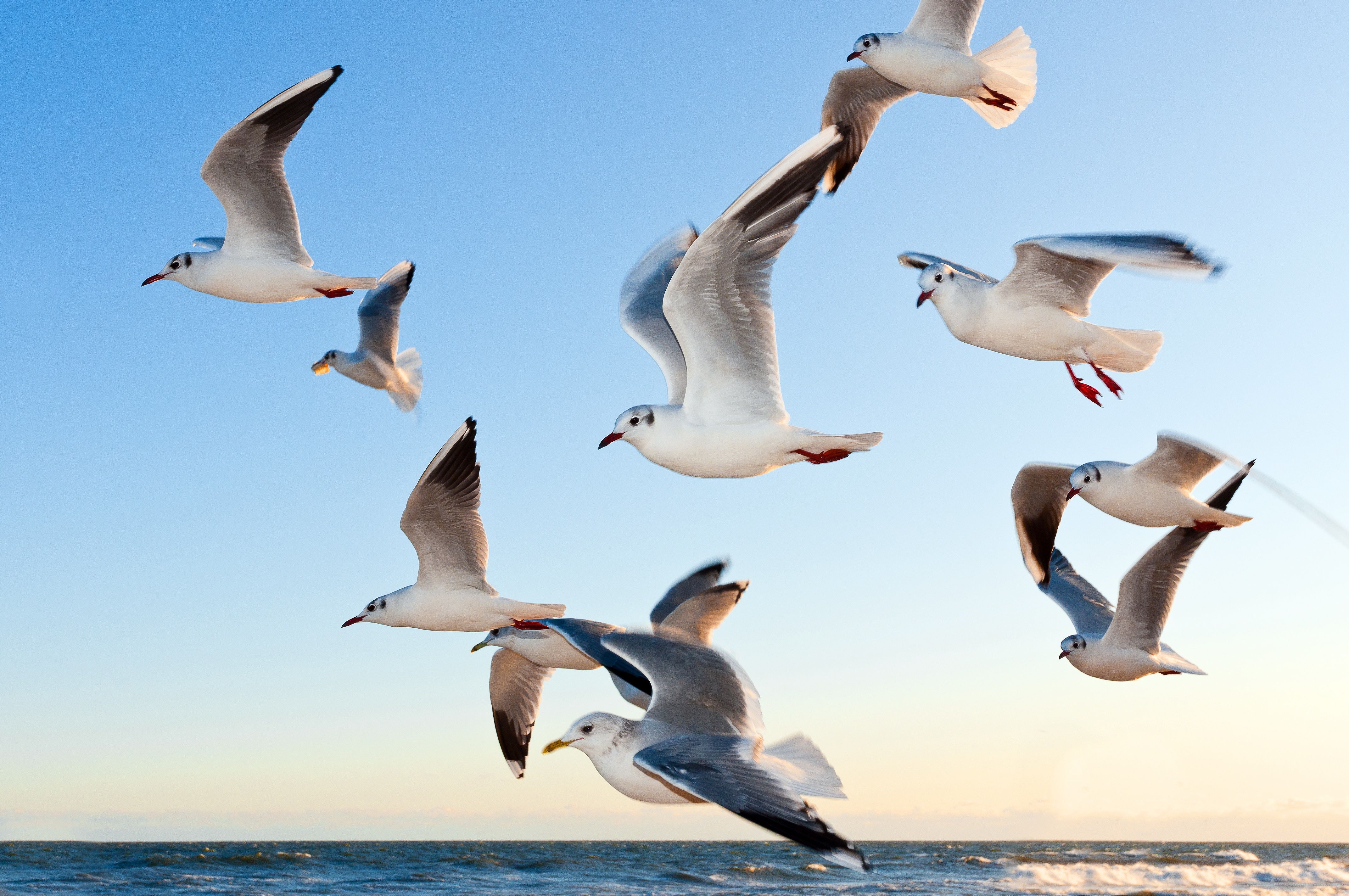 birds, animals, sea, seagulls, flight