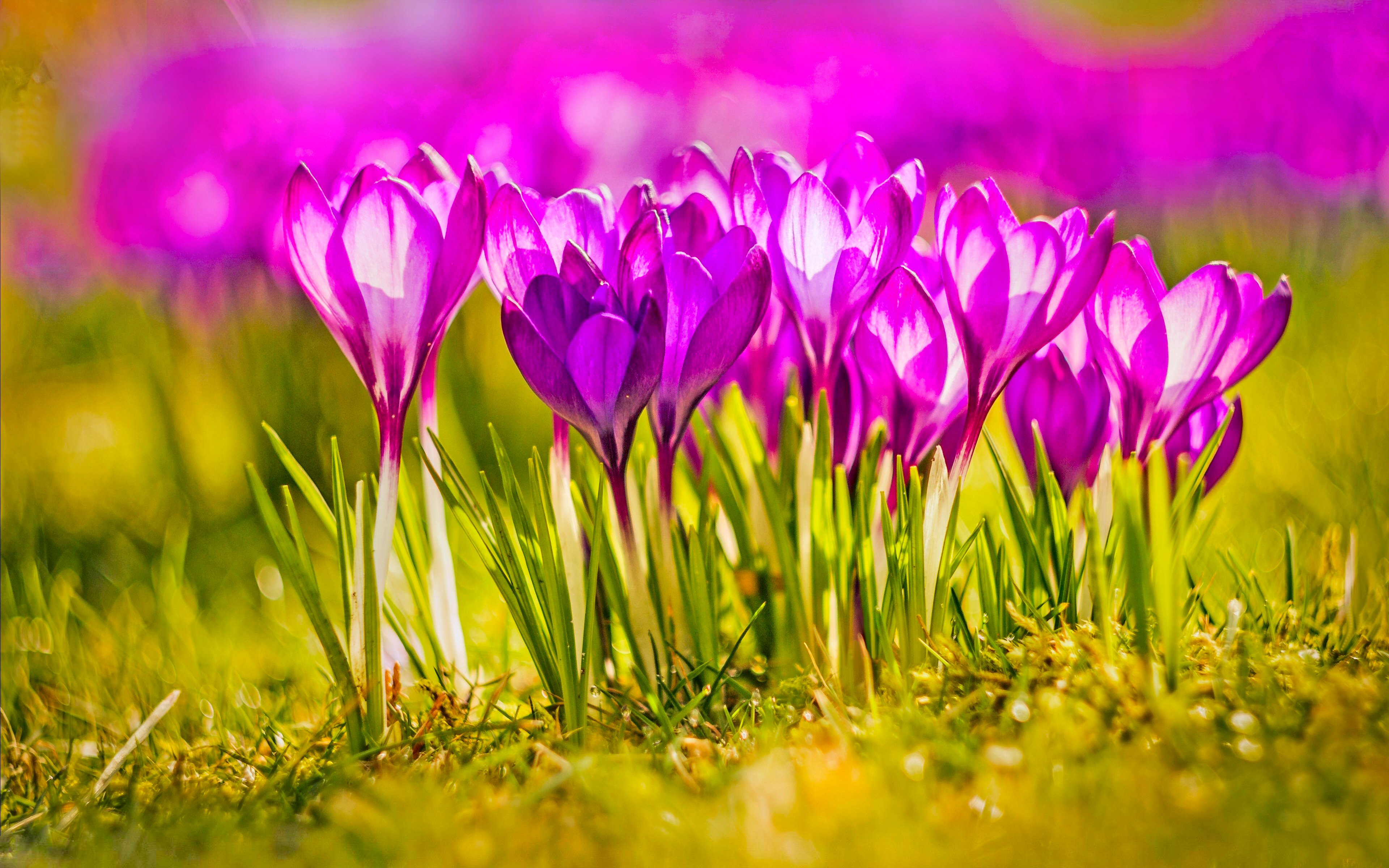 356037 завантажити шпалери весна, рожева квітка, земля, крокус, квітка, флауерзи - заставки і картинки безкоштовно