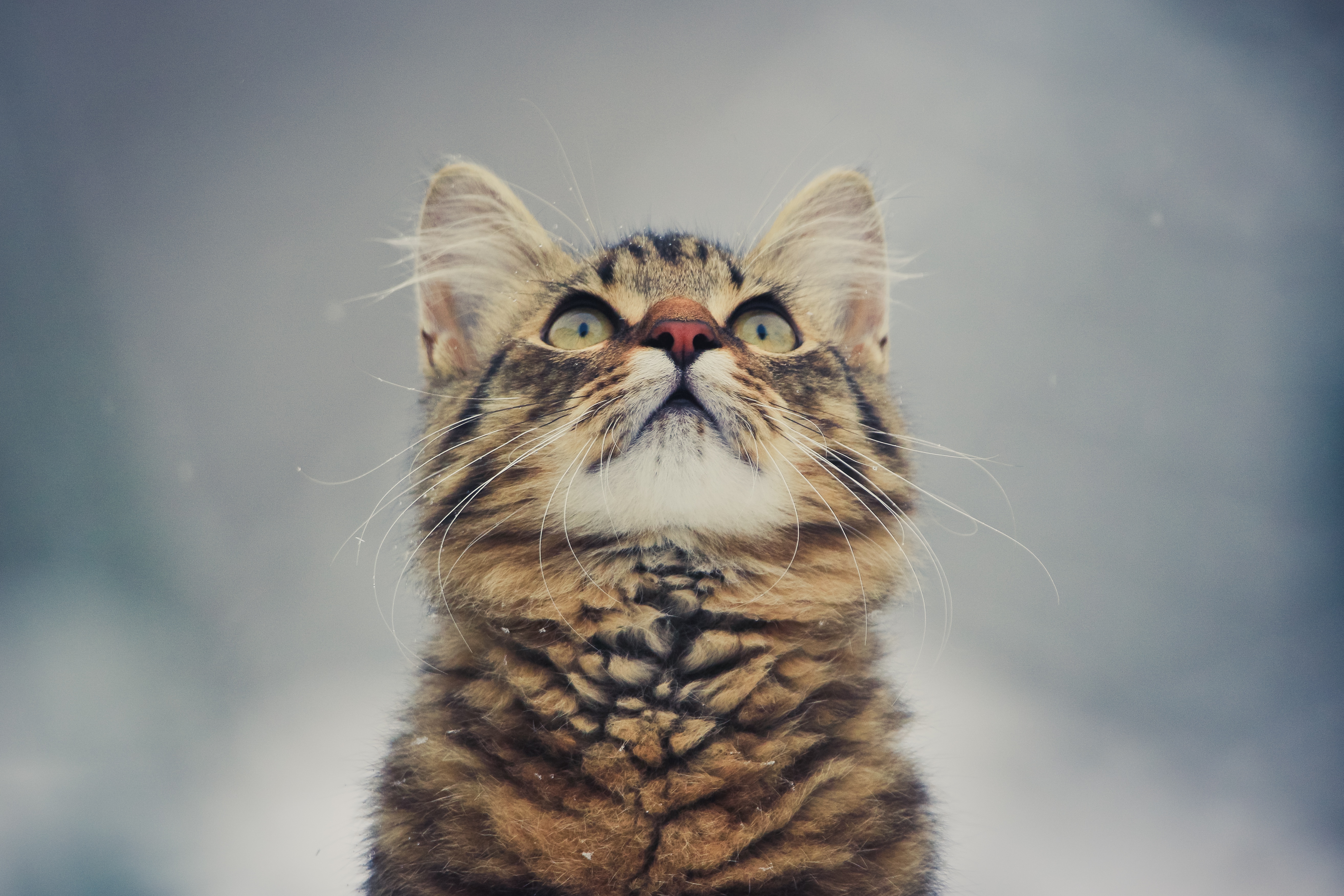 Download mobile wallpaper Cat, Cats, Animal for free.