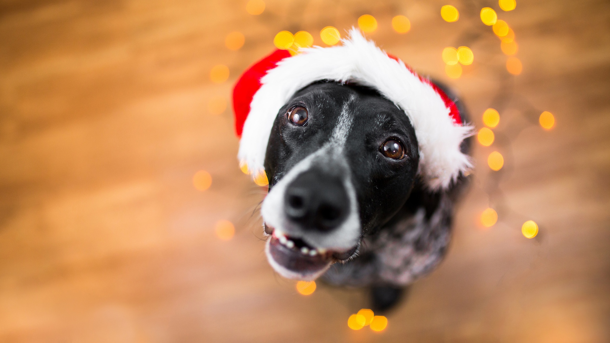 Handy-Wallpaper Tiere, Hunde, Hund, Bokeh, Starren kostenlos herunterladen.