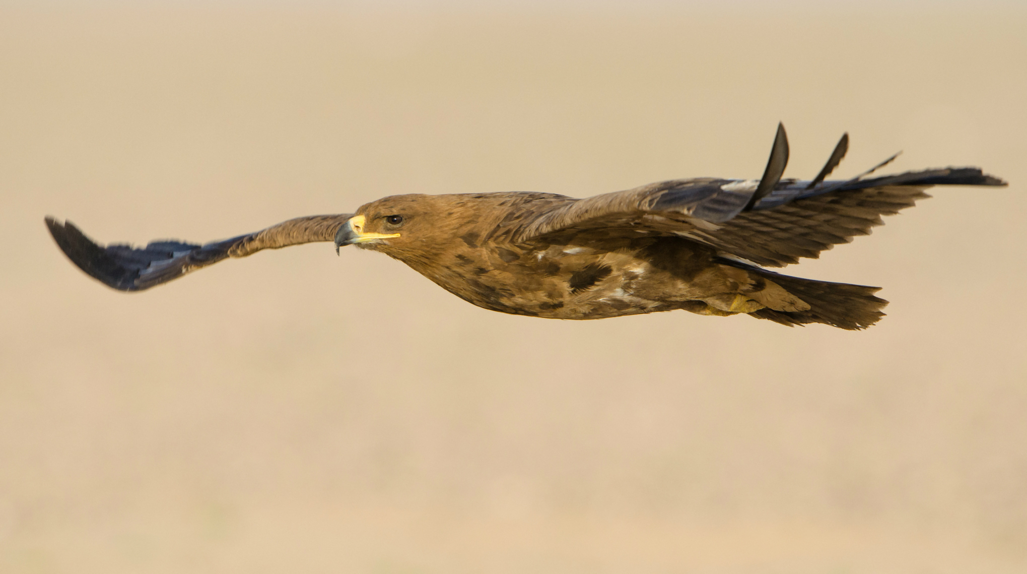 Download mobile wallpaper Eagle, Birds, Animal for free.