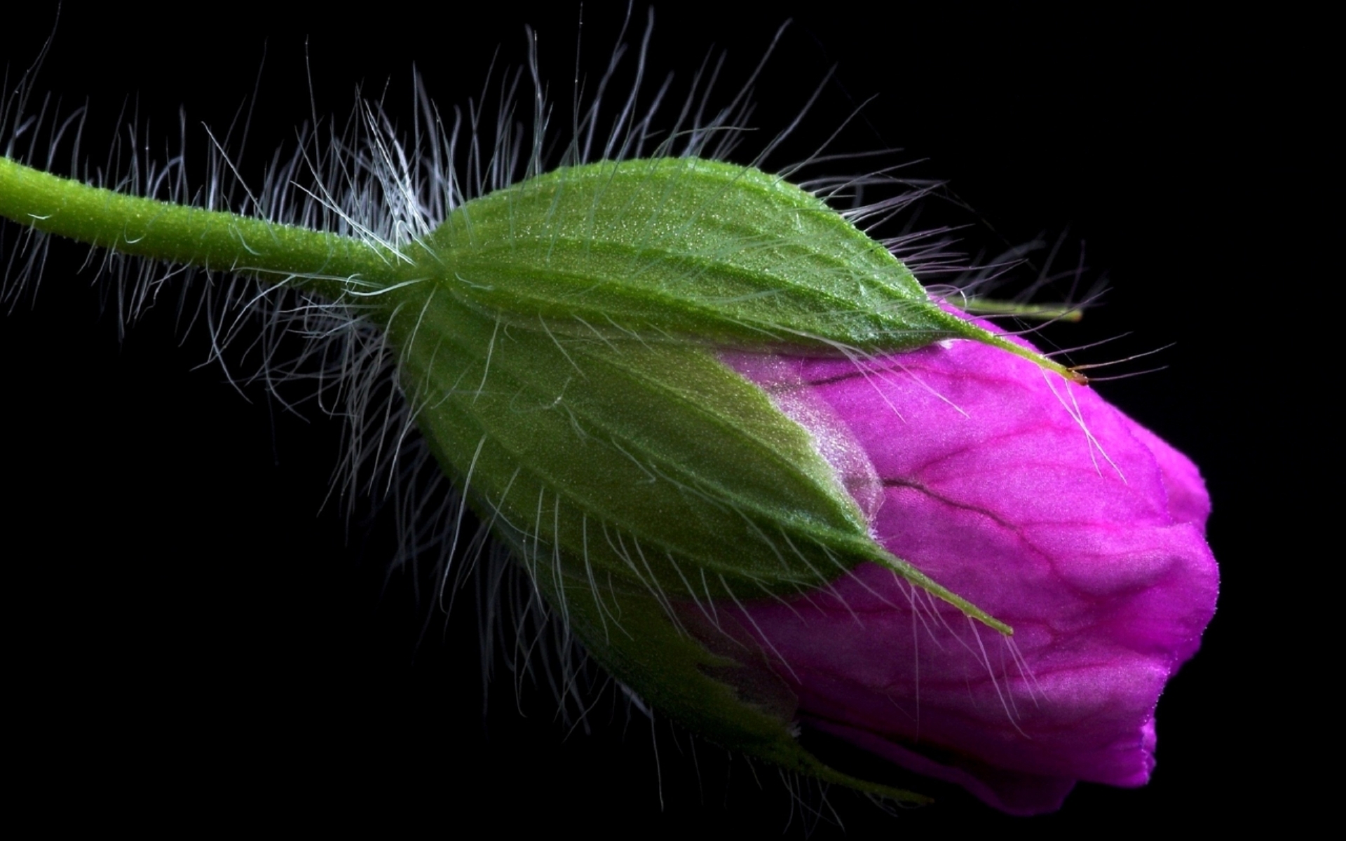 288225 Bildschirmschoner und Hintergrundbilder Blumen auf Ihrem Telefon. Laden Sie  Bilder kostenlos herunter