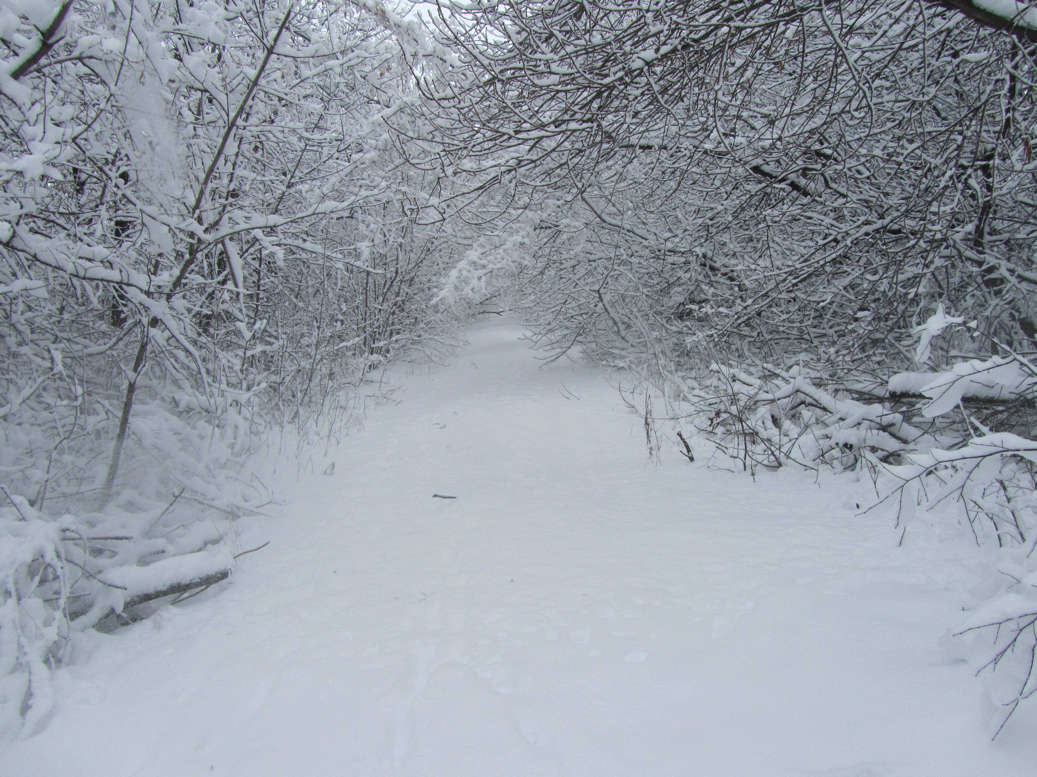 Téléchargez gratuitement l'image Hiver, Terre/nature sur le bureau de votre PC