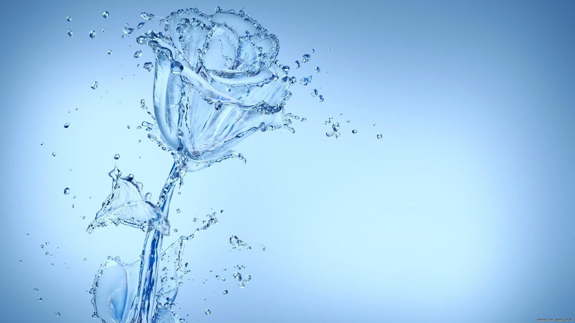 Laden Sie das Wasser, Hintergrund, Roses-Bild kostenlos auf Ihren PC-Desktop herunter