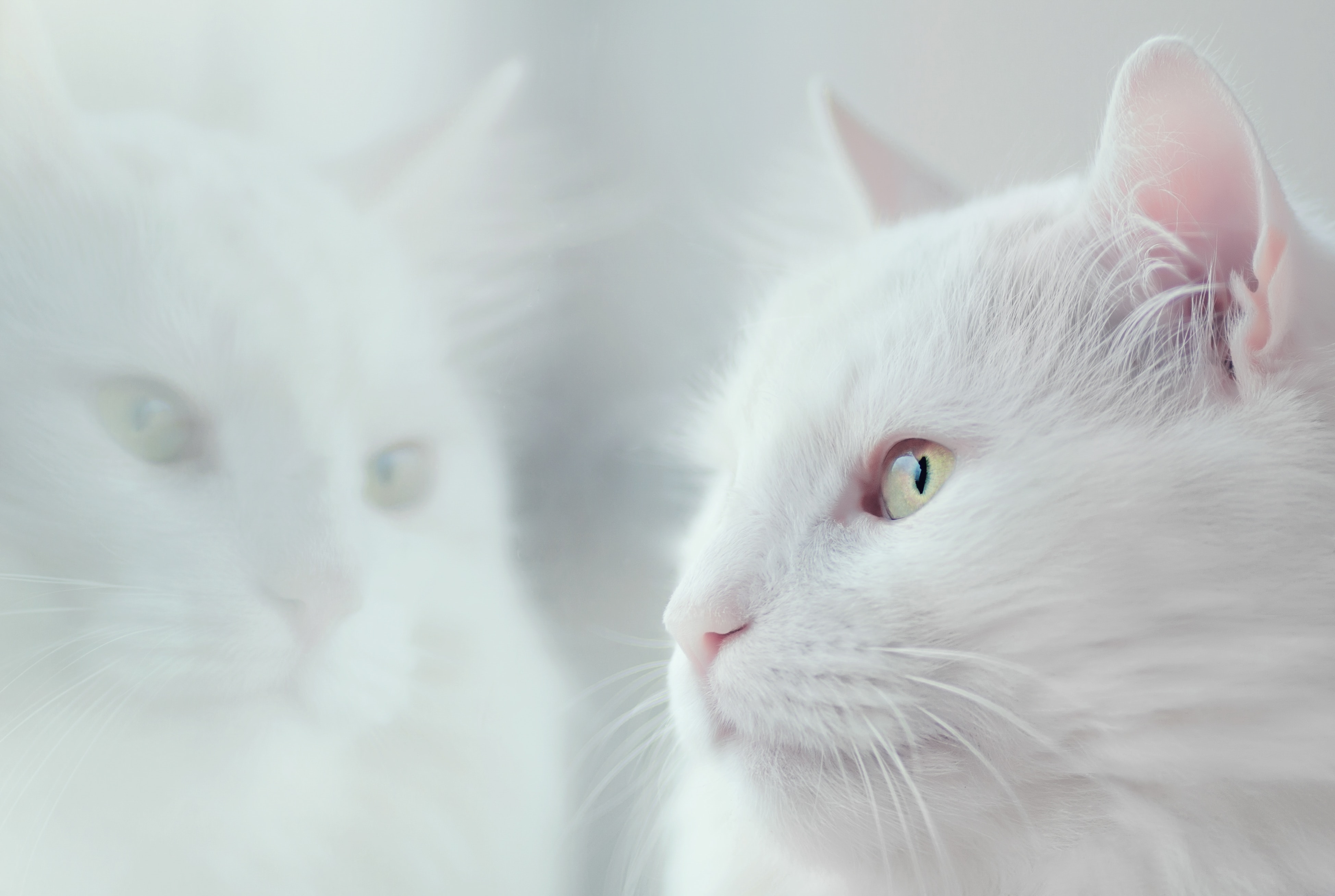 103039 descargar fondo de pantalla animales, blanco, gato, esponjoso, peludo, mascota: protectores de pantalla e imágenes gratis