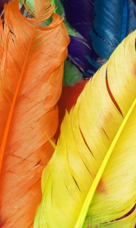 Download mobile wallpaper Feather, Photography for free.