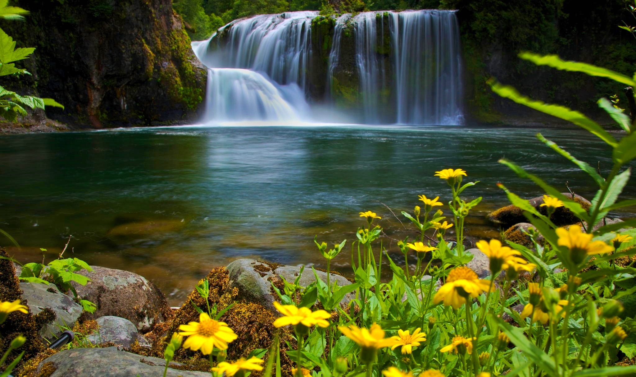 Скачать картинку Водопады, Цветок, Водопад, Лес, Дерево, Зеленый, Земля/природа в телефон бесплатно.