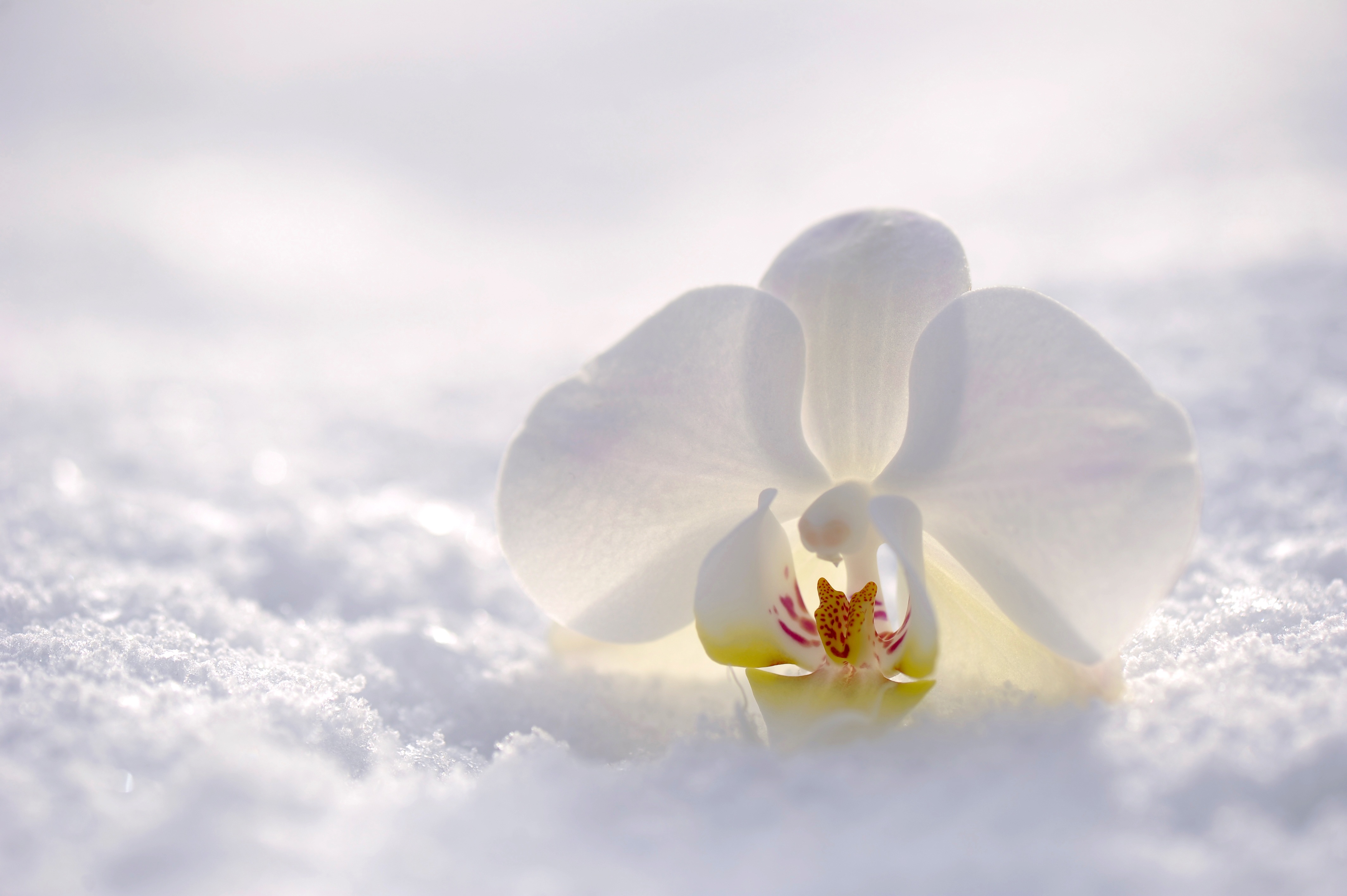 Download mobile wallpaper Nature, Flowers, Snow, Flower, Earth, Orchid, White Flower for free.