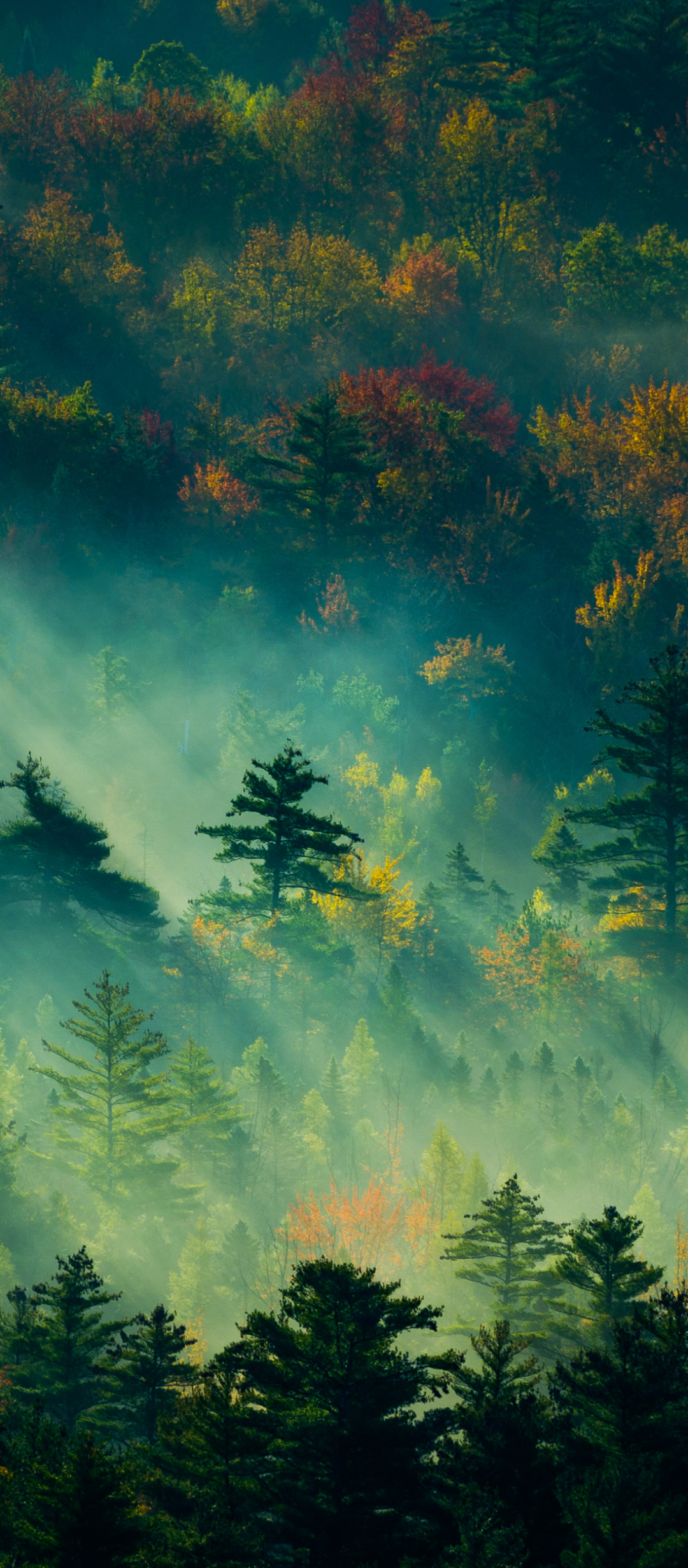 Download mobile wallpaper Forest, Fog, Earth, Morning, Sunlight for free.