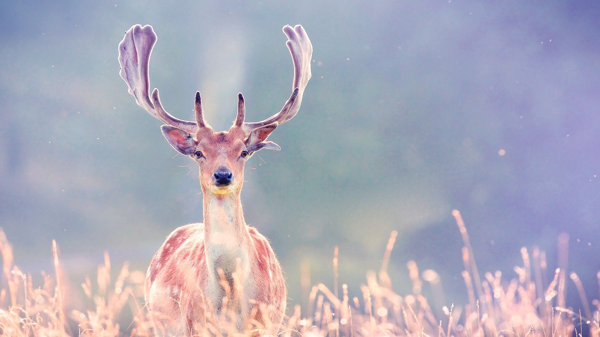 Free download wallpaper Grass, Blur, Smooth, Stroll, Horns, Animals, Deer on your PC desktop