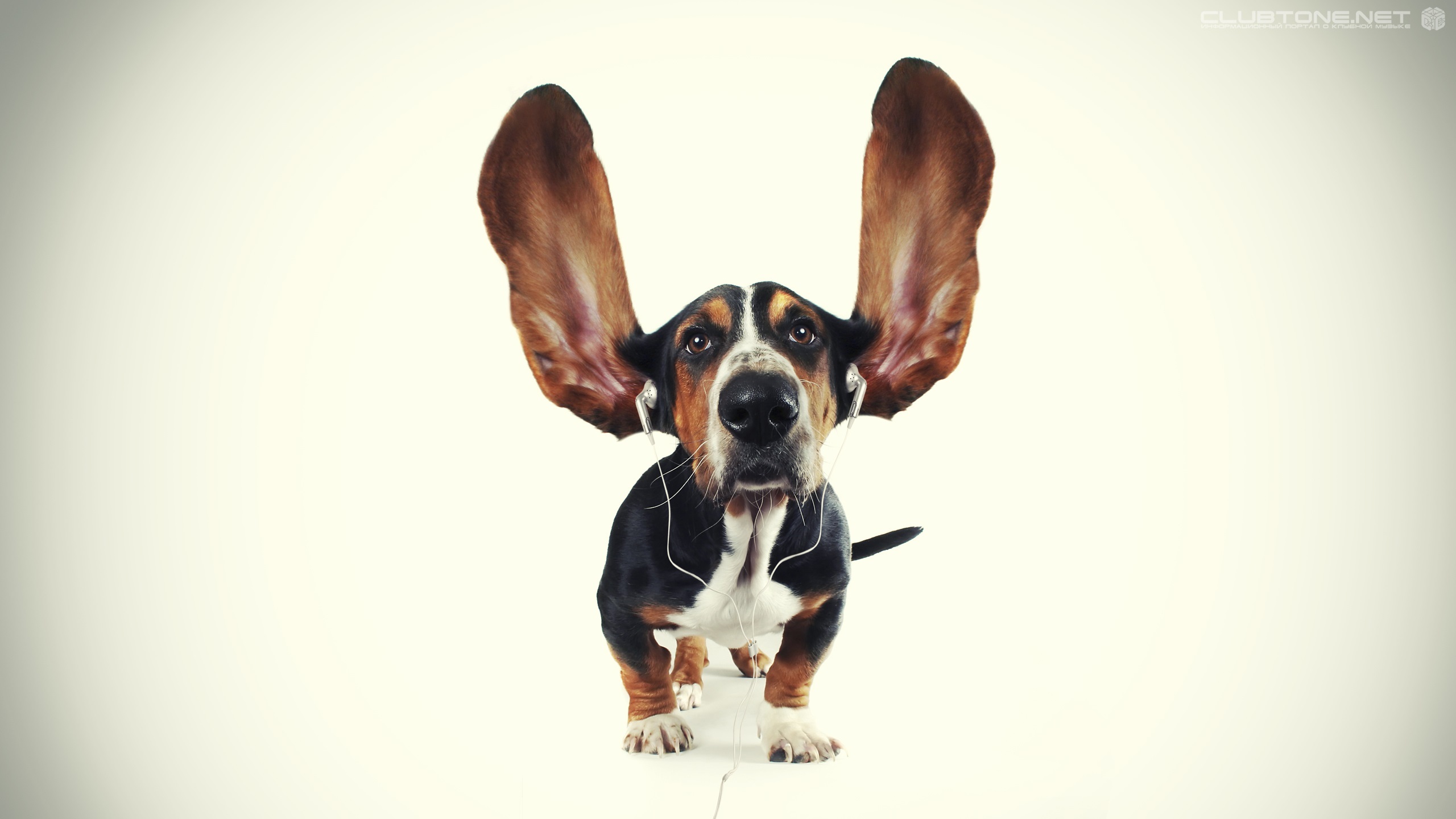 Free download wallpaper Animals, Dogs, Music, Funny on your PC desktop