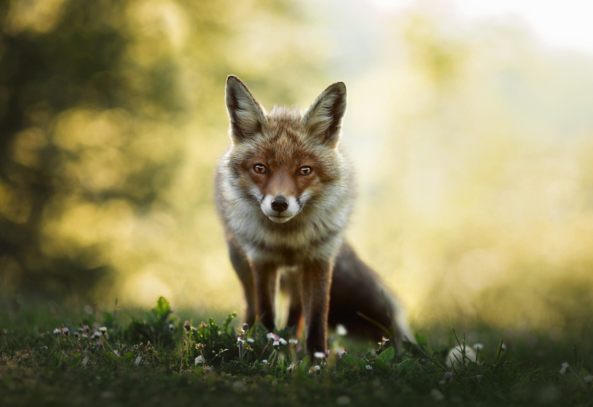 Free Images  Fox