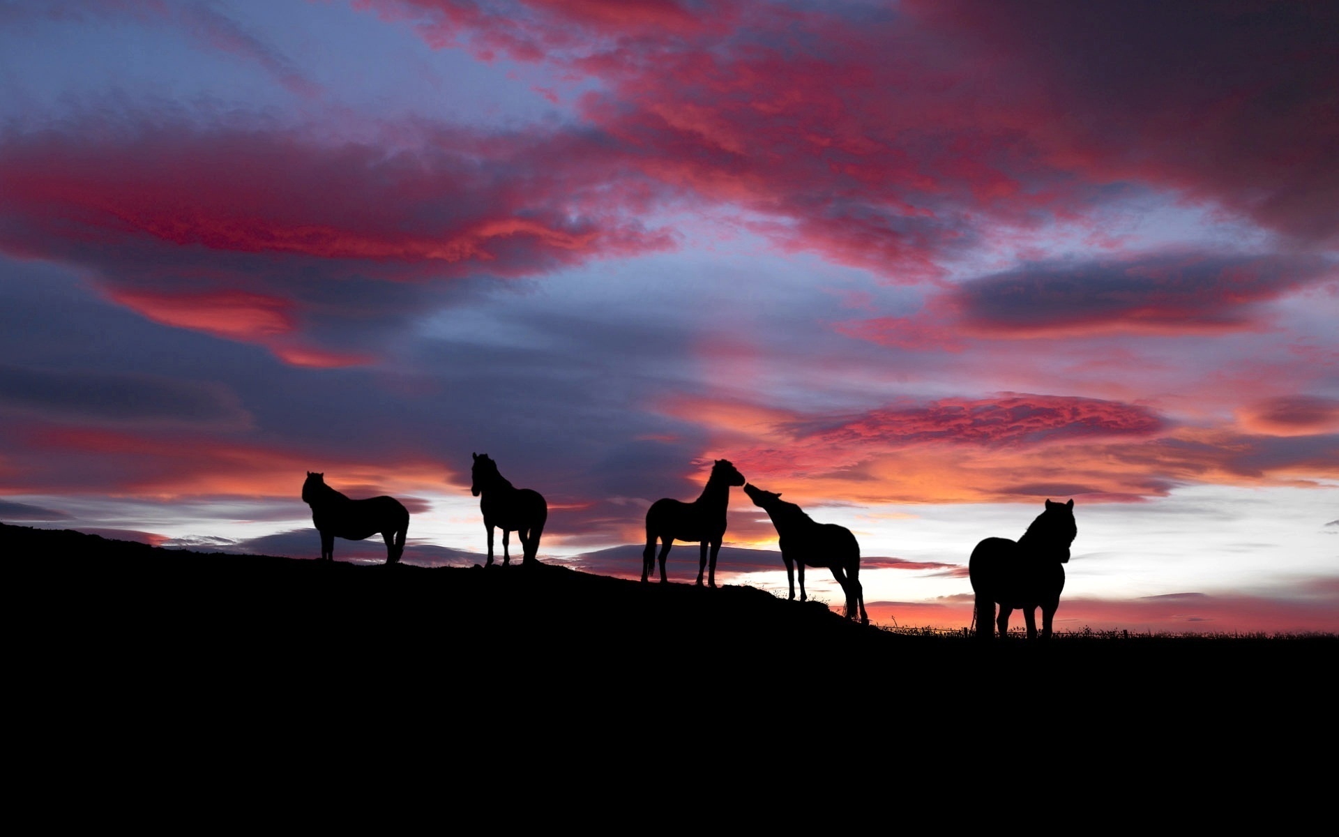 Laden Sie das Tiere, Hauspferd-Bild kostenlos auf Ihren PC-Desktop herunter