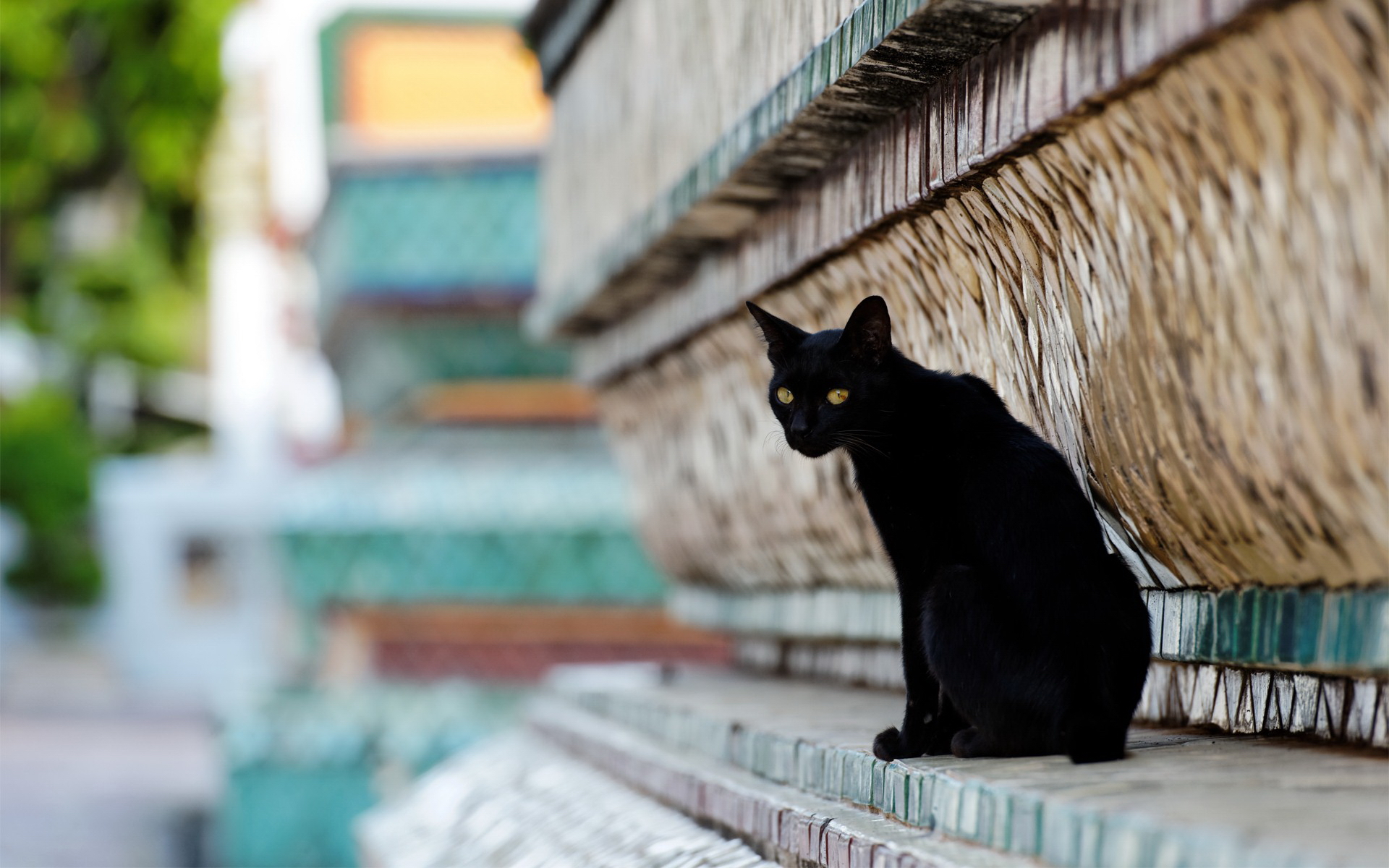 Baixar papel de parede para celular de Animais, Gatos, Gato gratuito.