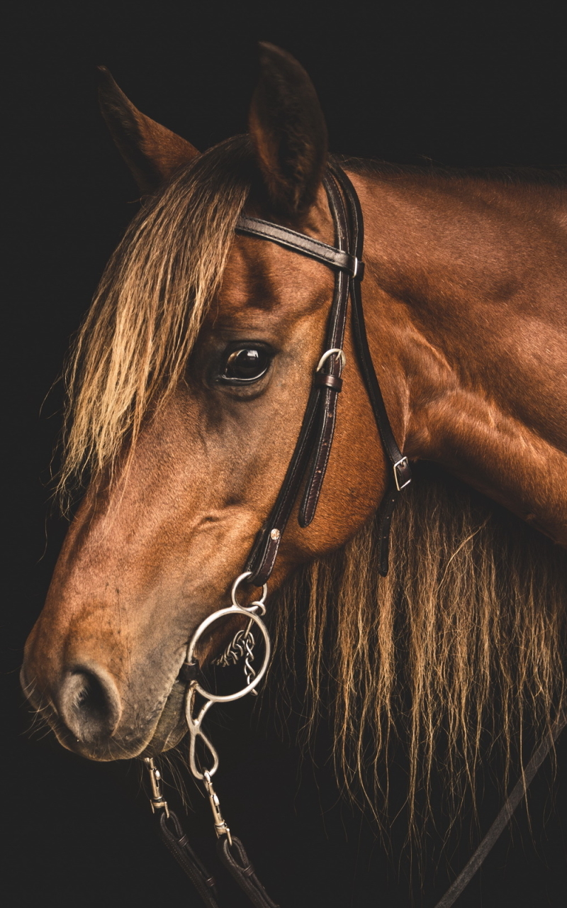 Téléchargez des papiers peints mobile Animaux, Cheval gratuitement.